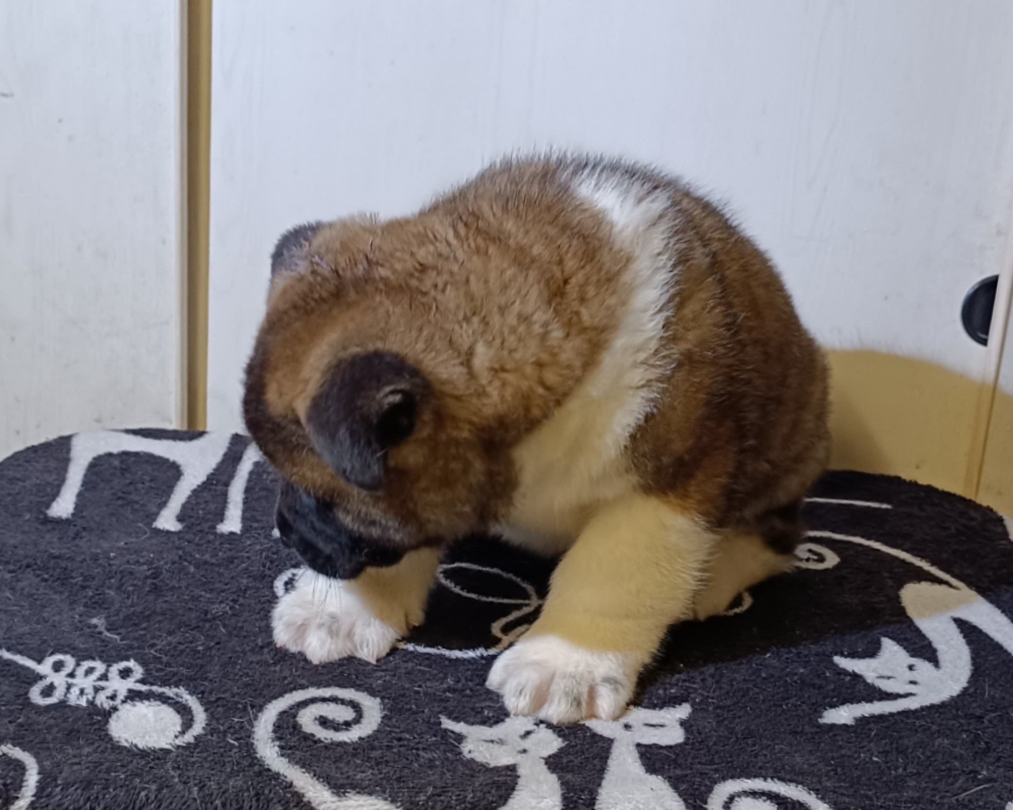 Американская акита  щенки питомник Санкт-Петербург клубные щенки Американская акита питомник RUBYLIGHT Рубилайт купить щенка американской акиты