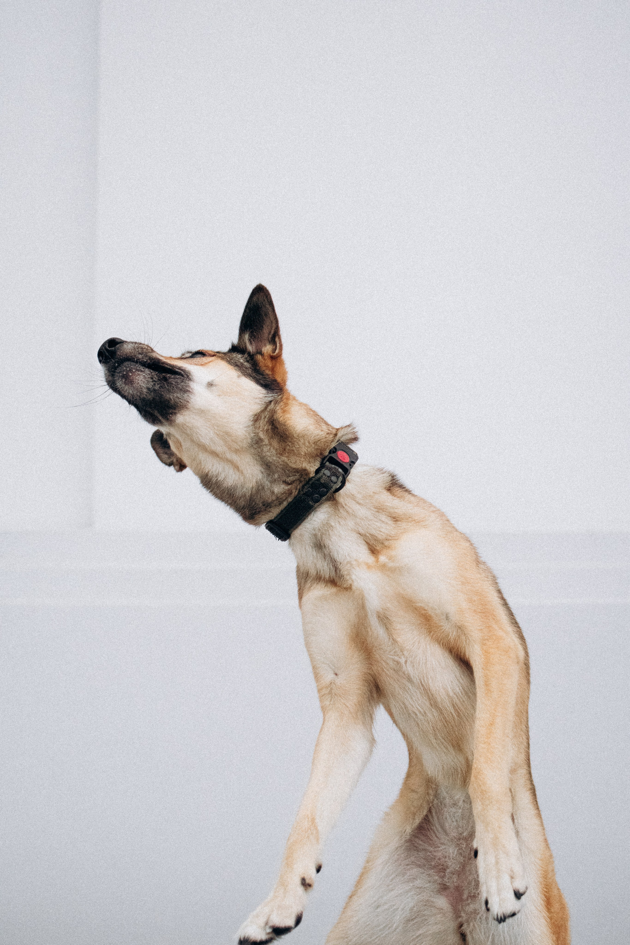 Саша, Ксюша и их банда. Фотораф — анималист Мария Шистка