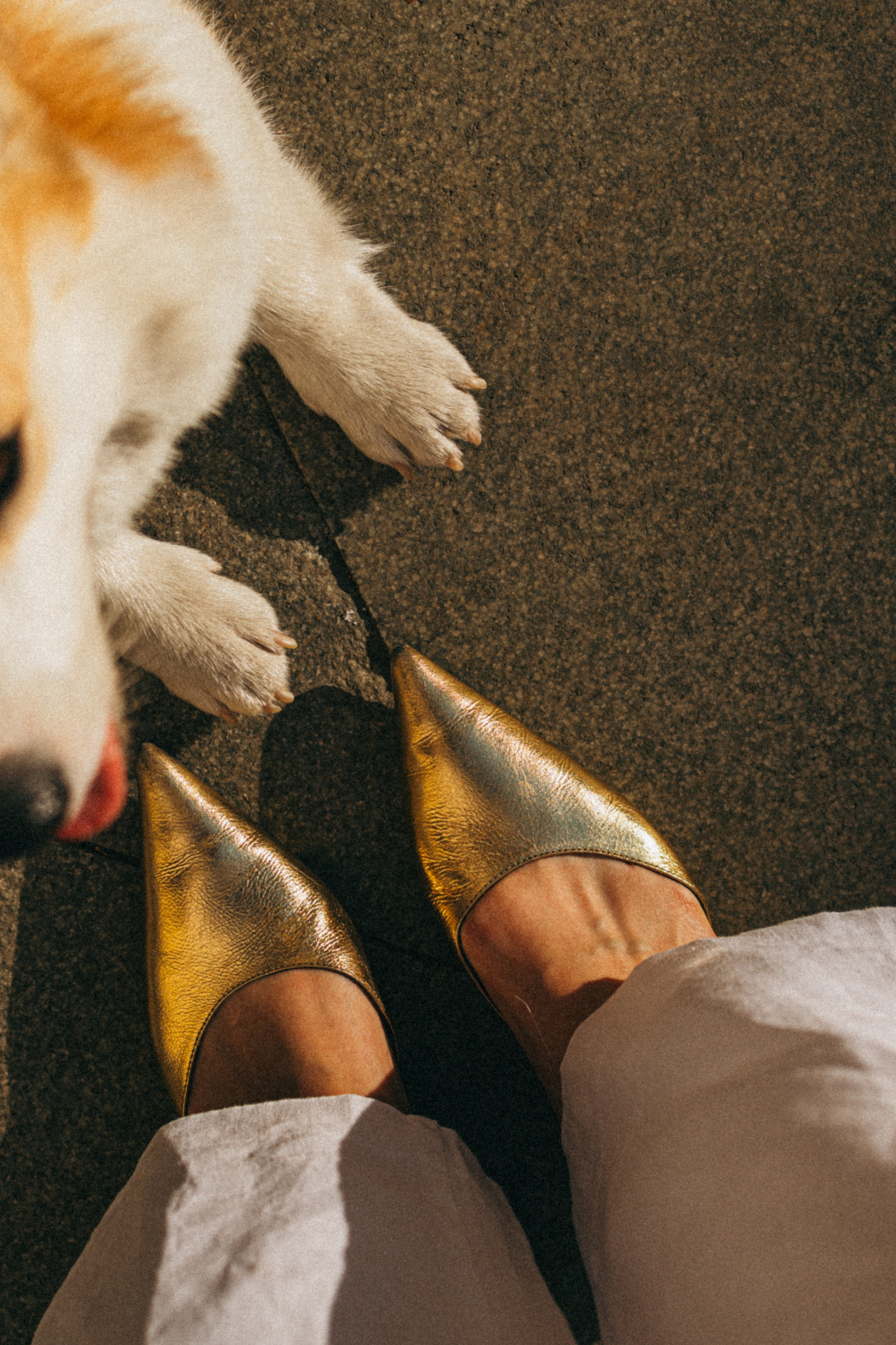 Даша, Рома и Лесли. Фотораф — анималист Мария Шистка
