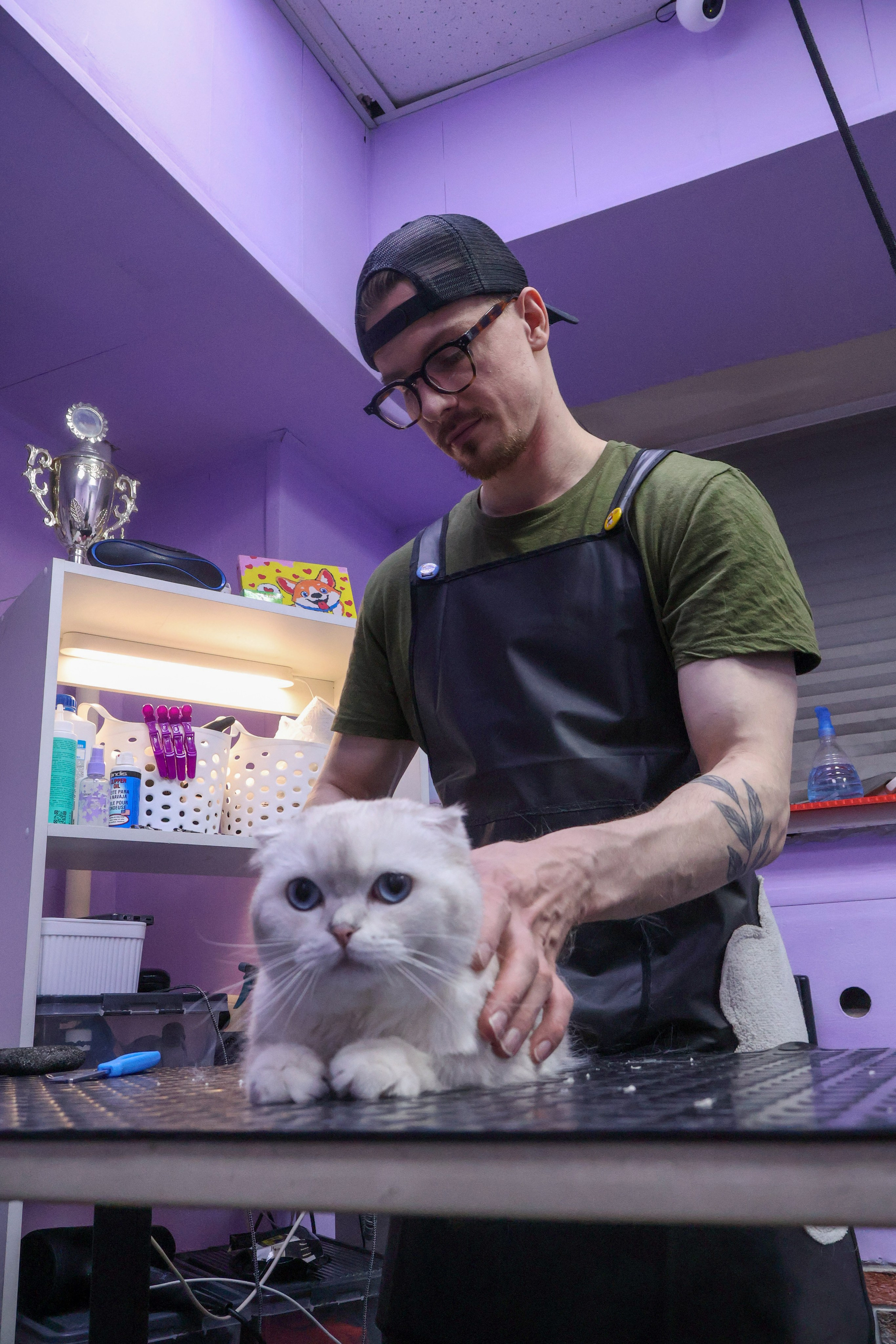 Усы, лапы, хвост. Фотограф ChelFedor