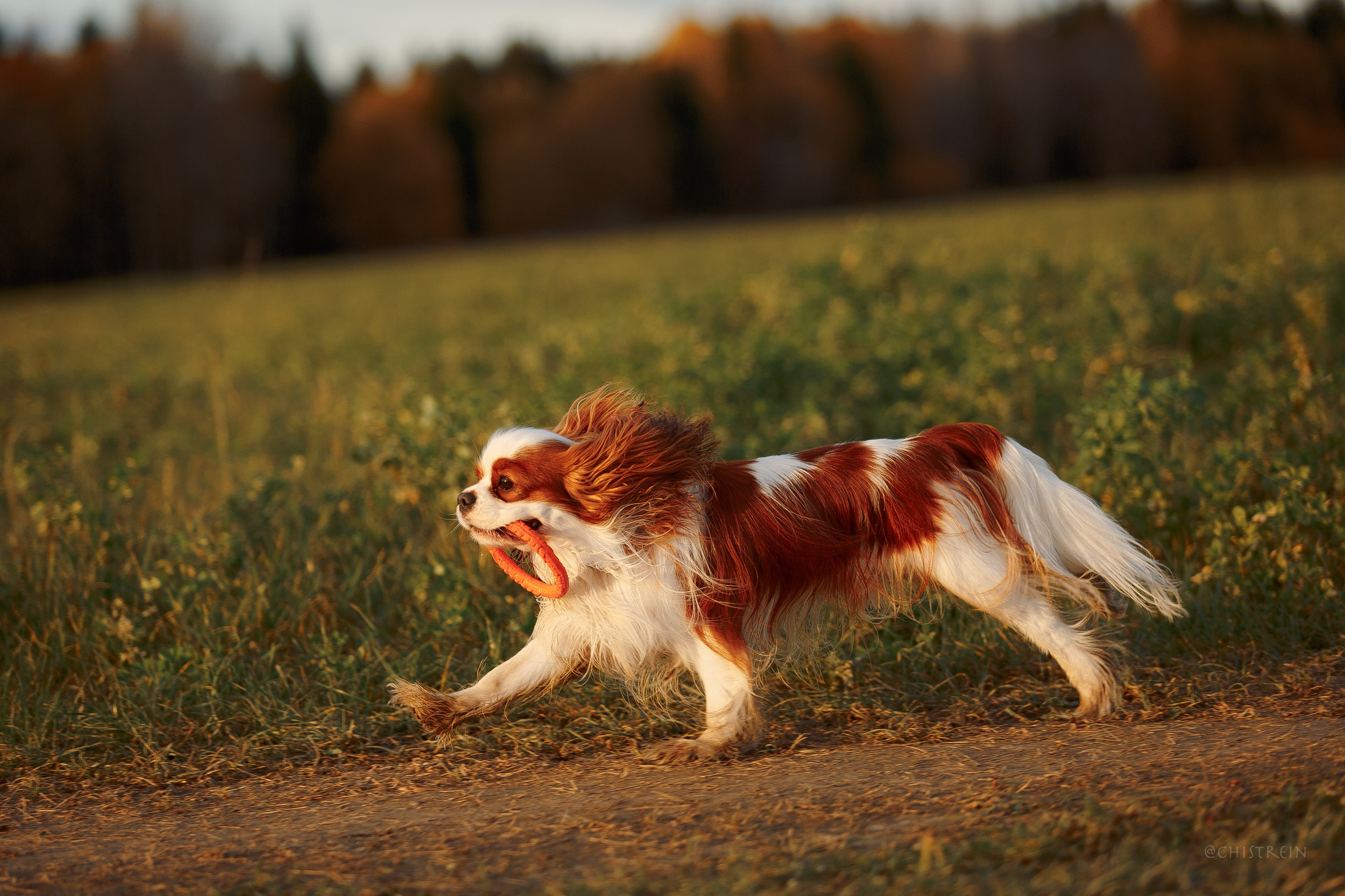 Октябрьский закат в полях. Алина и Лео. Фотограф-анималист Наталия Чистюхина в г. Сосновый Бор и ЛО