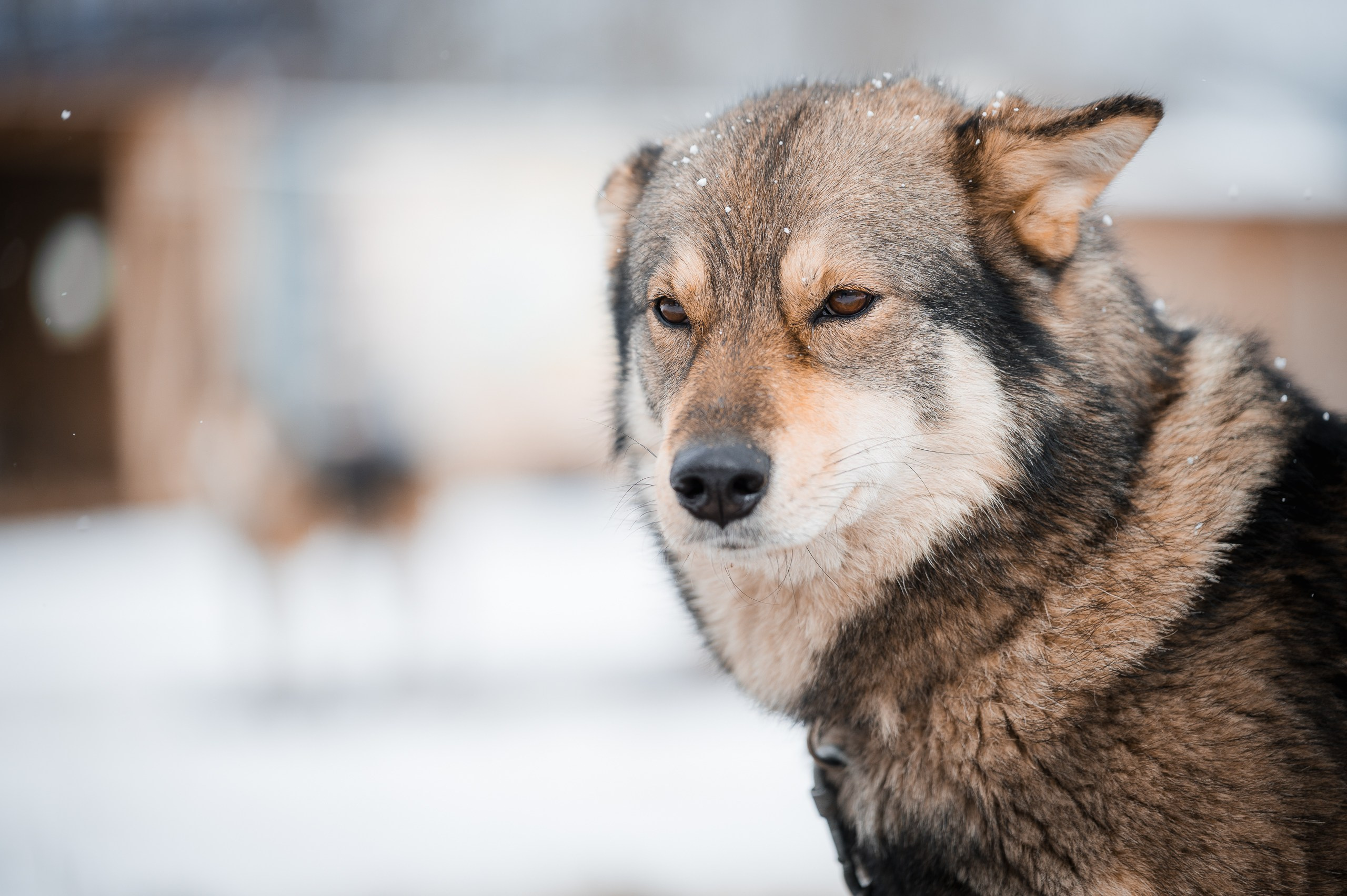Рада. Улыбка собаки — спасение и пристройство бездомных собак