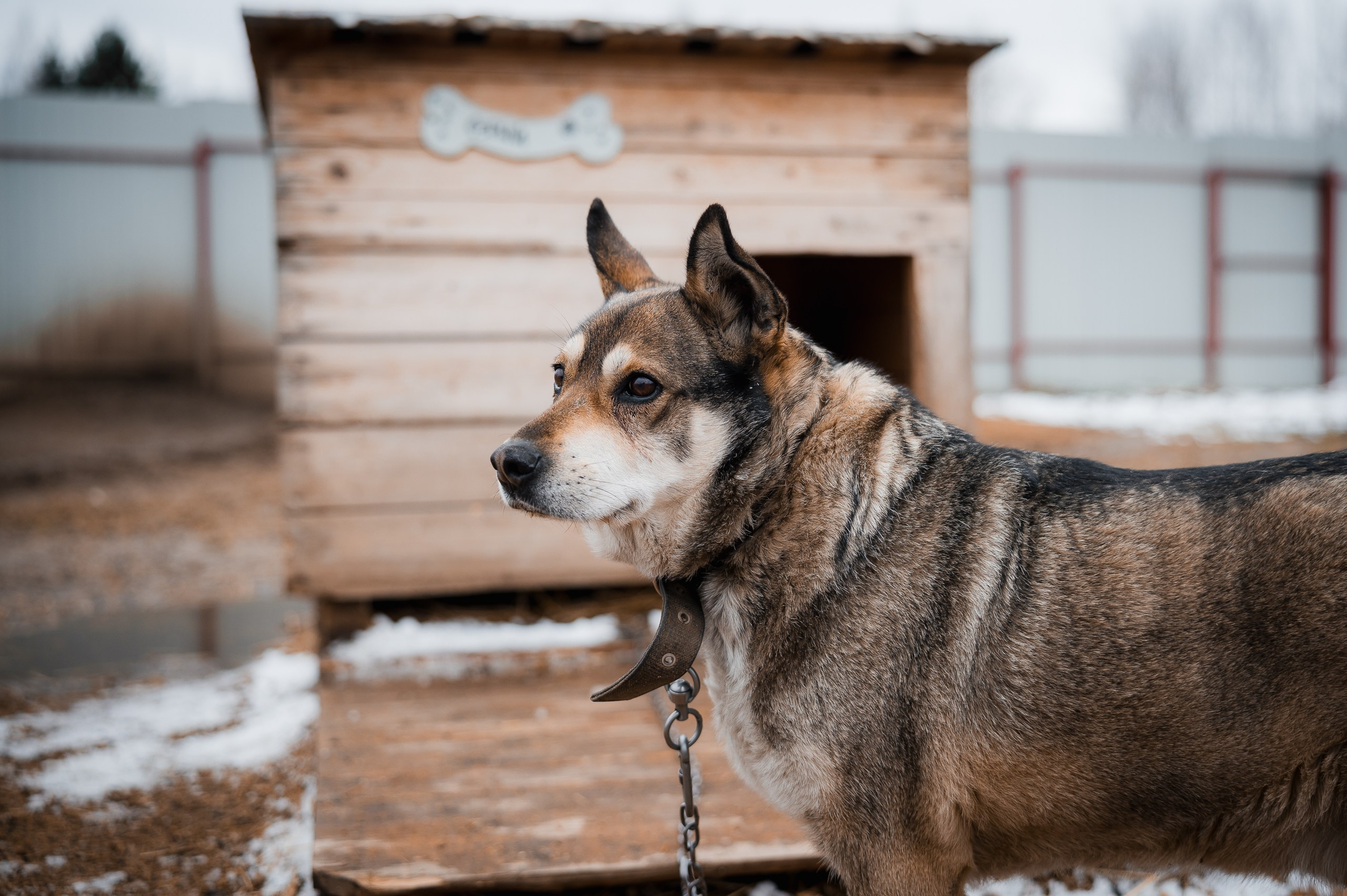 Серый. Улыбка собаки — спасение и пристройство бездомных собак