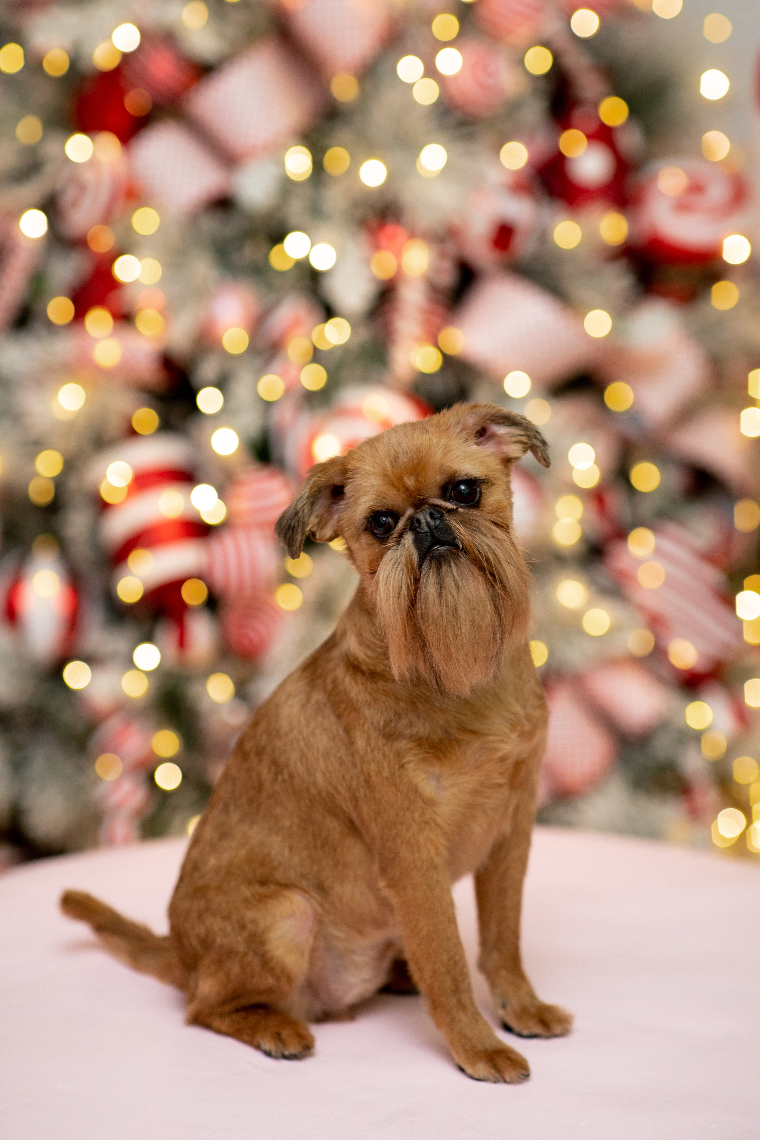 Фотосъемка фотосессия домашних животных собак кошек в Сургуте, пгт.Федоровский