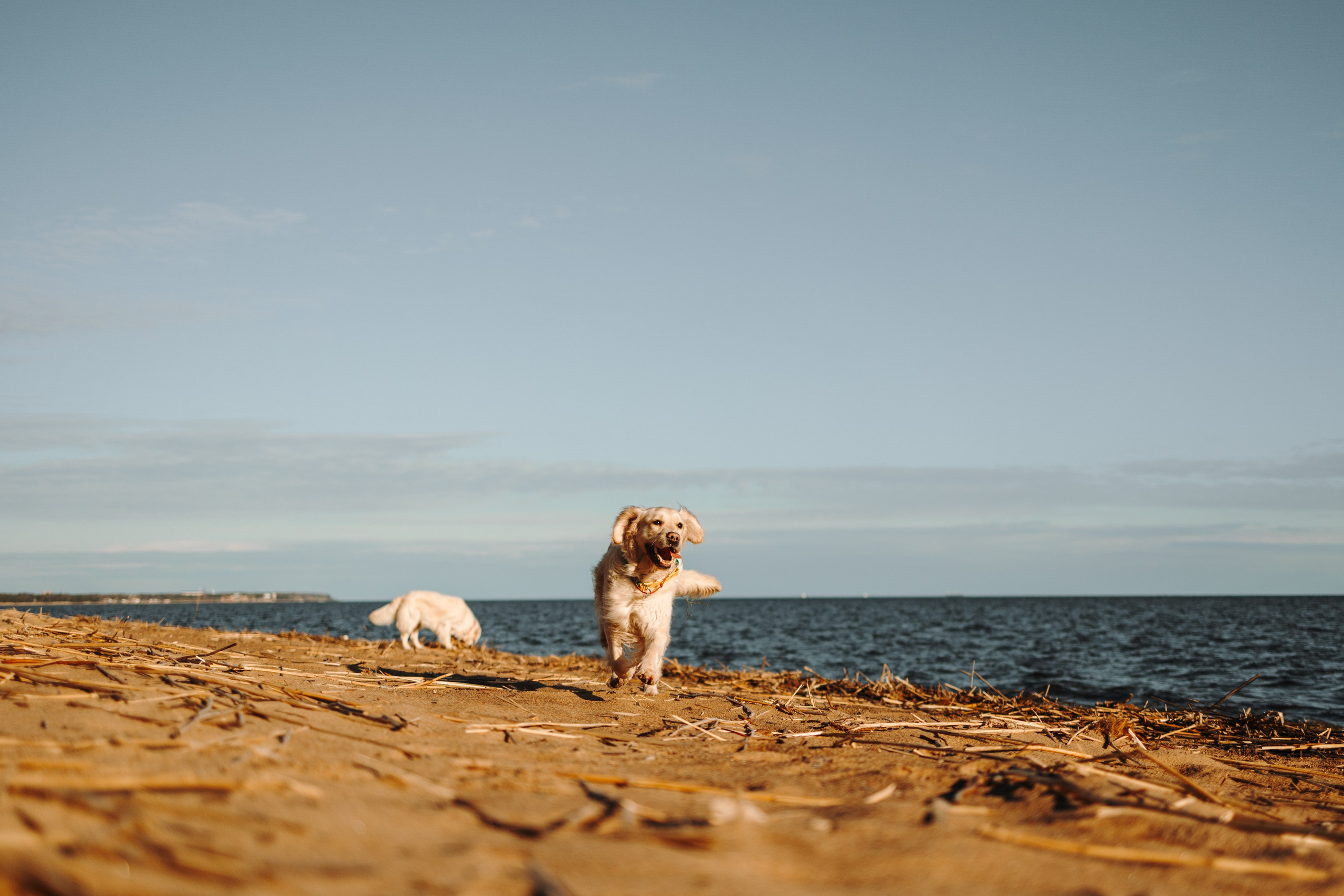 Катя и ее девочки. Фотограф — Анималист | Санкт-Петербург