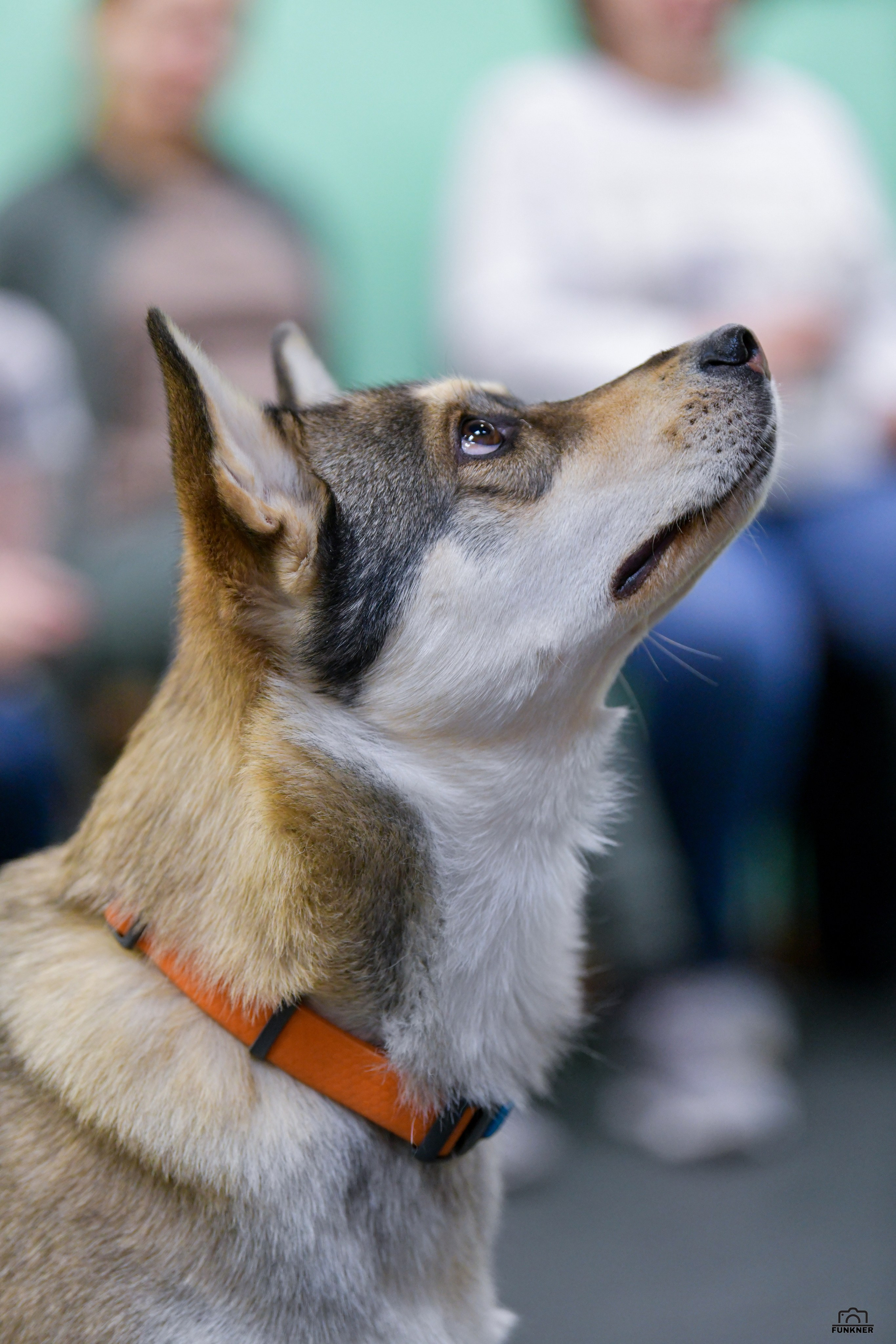 Кинологический клуб «Бодрый хвост». Свой взгляд через объектив