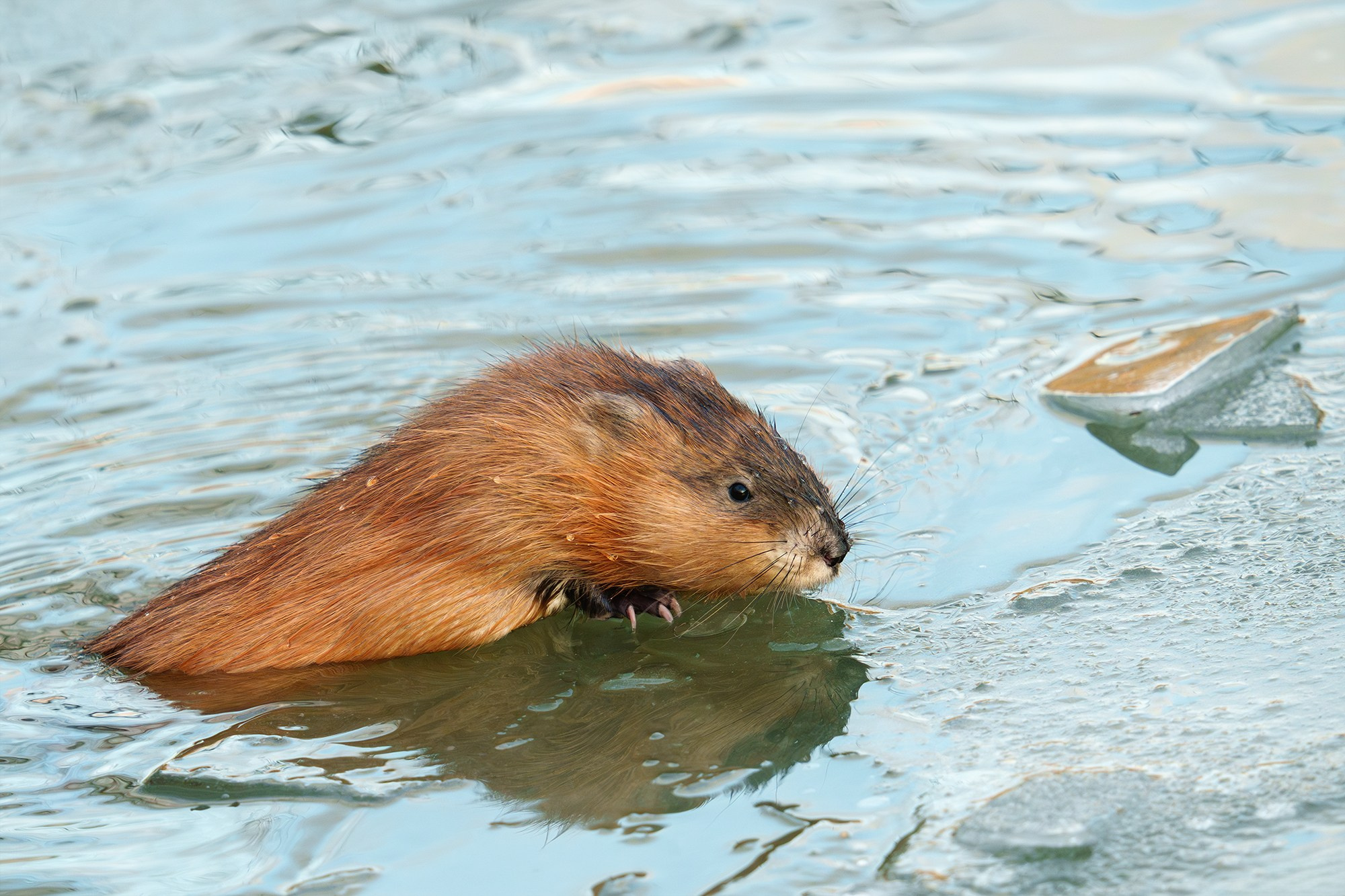 Животные. Ваш личный фотограф Марина Волкова