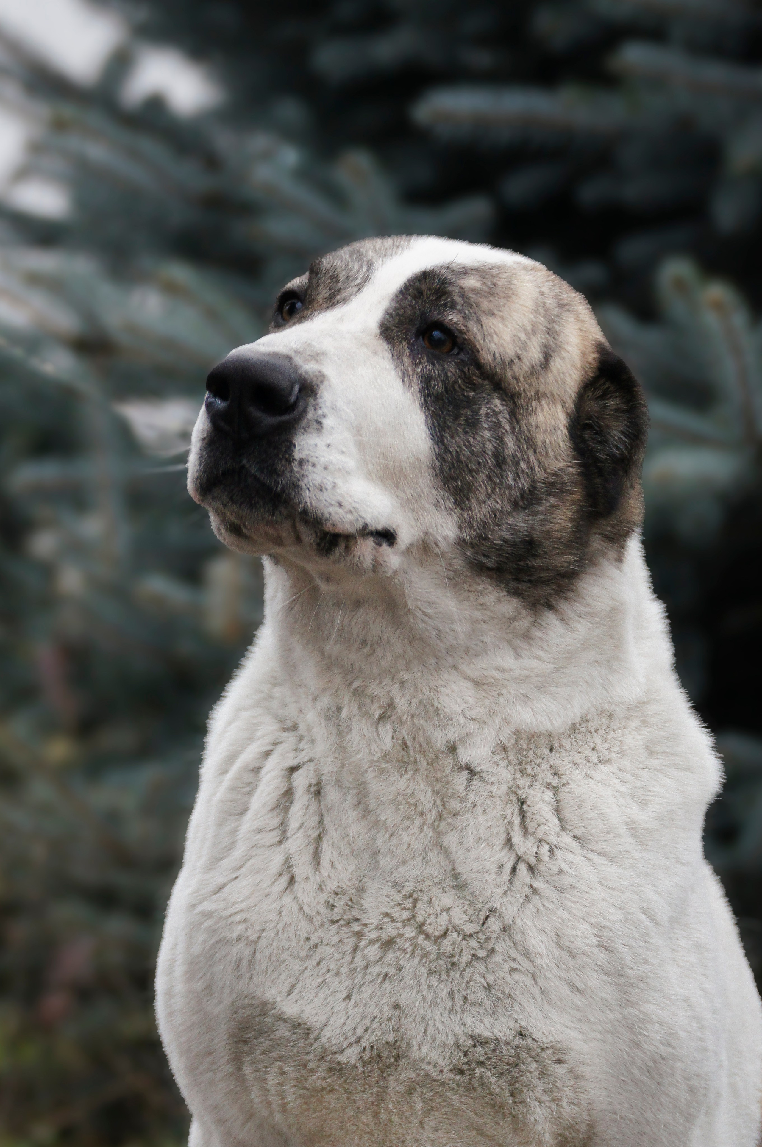 Собаки. Фотограф-анималист Нижний Новгород