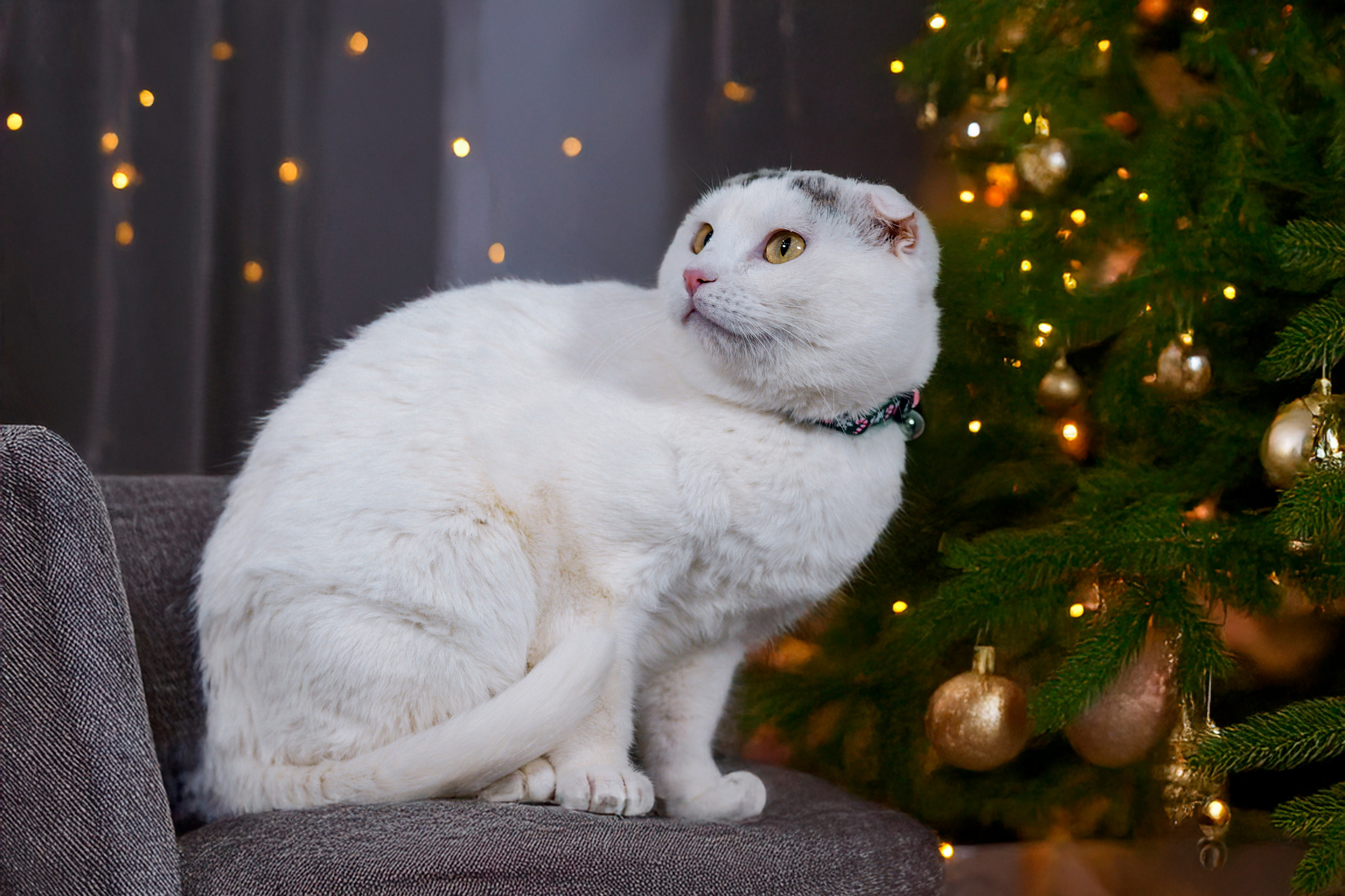 Передержка котиков. Фотограф анималист в Санкт-Петербурге Таша Крейв