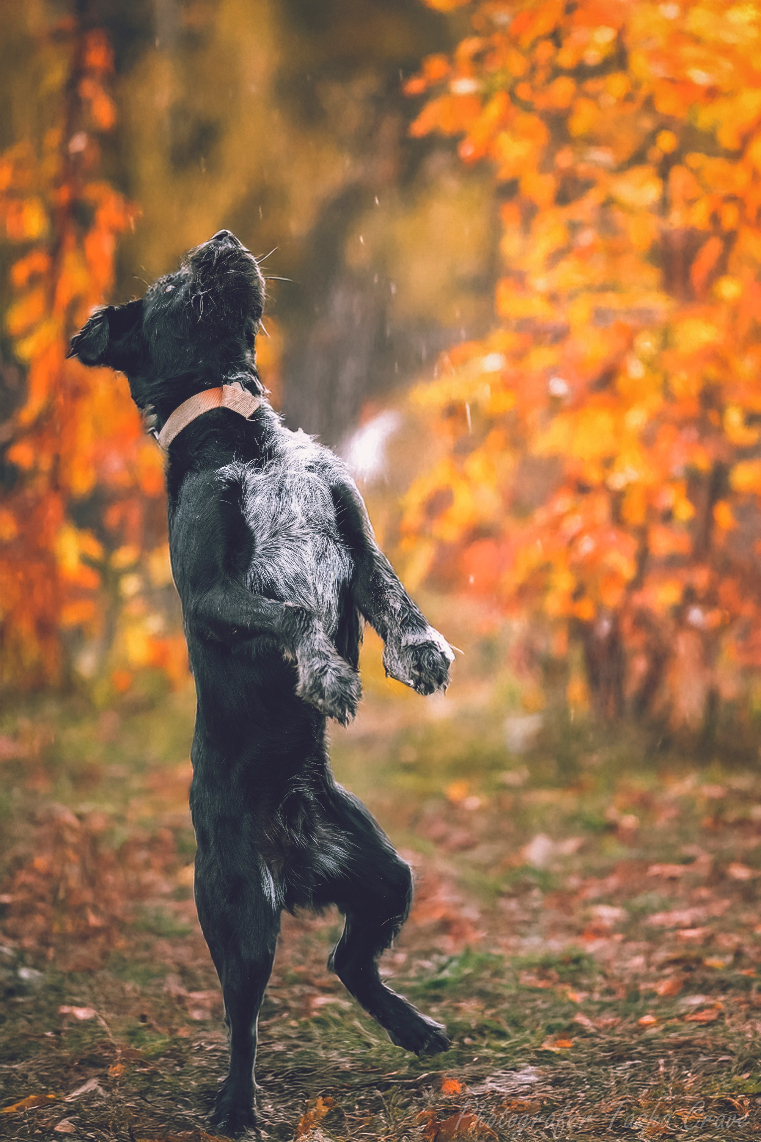 Приют для собак. Фотограф анималист в Санкт-Петербурге Таша Крейв
