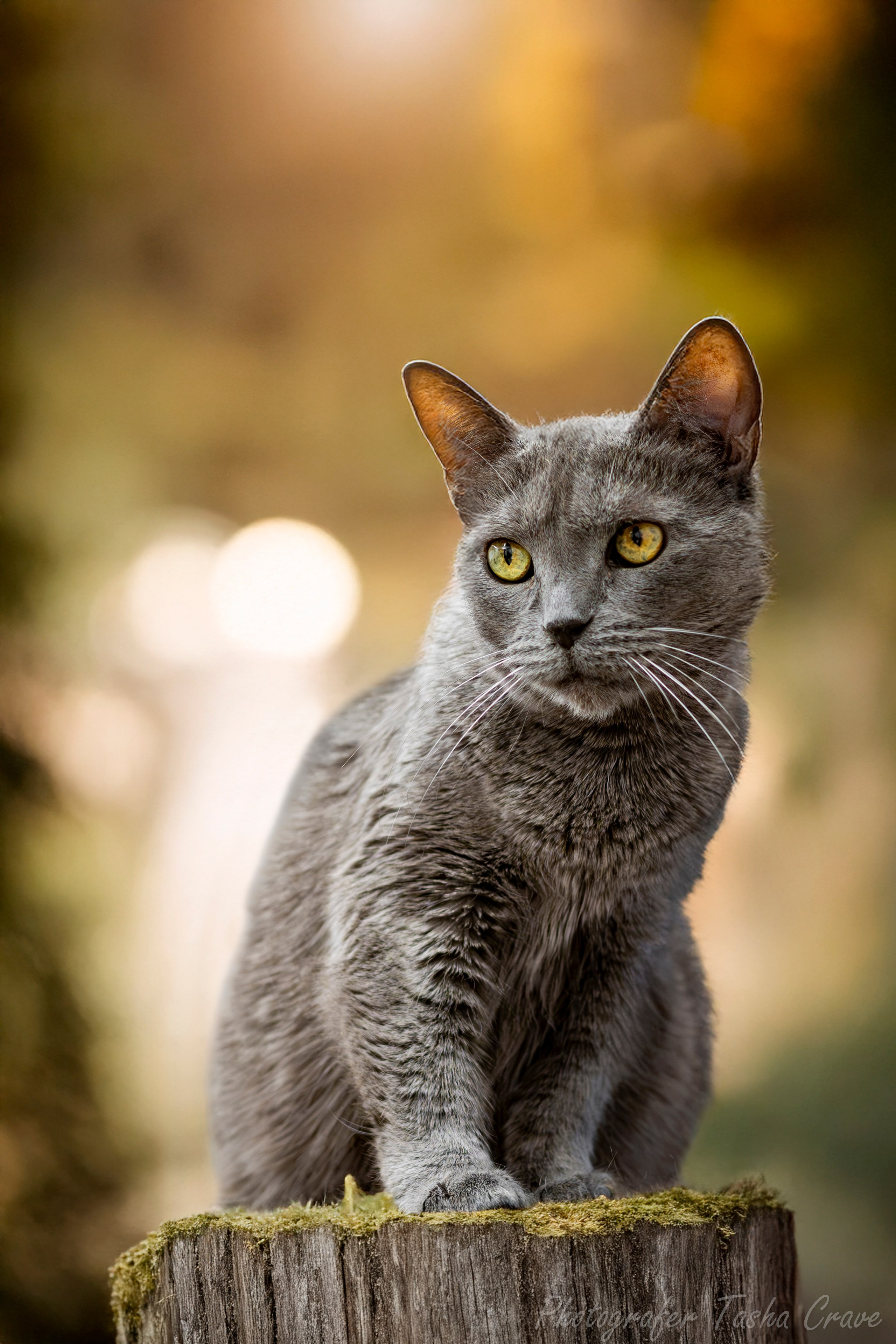 Приют для котиков "Убежище". Фотограф анималист в Санкт-Петербурге Таша Крейв