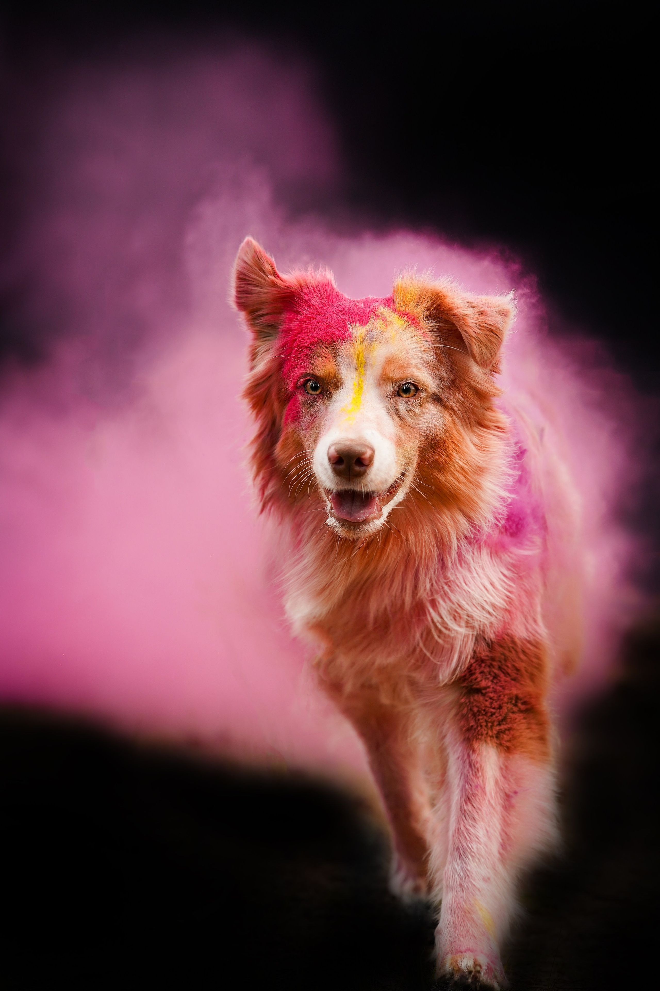 Панда и краски Холи. Фотограф-анималист в Санкт-Петербурге Яна Мартынова