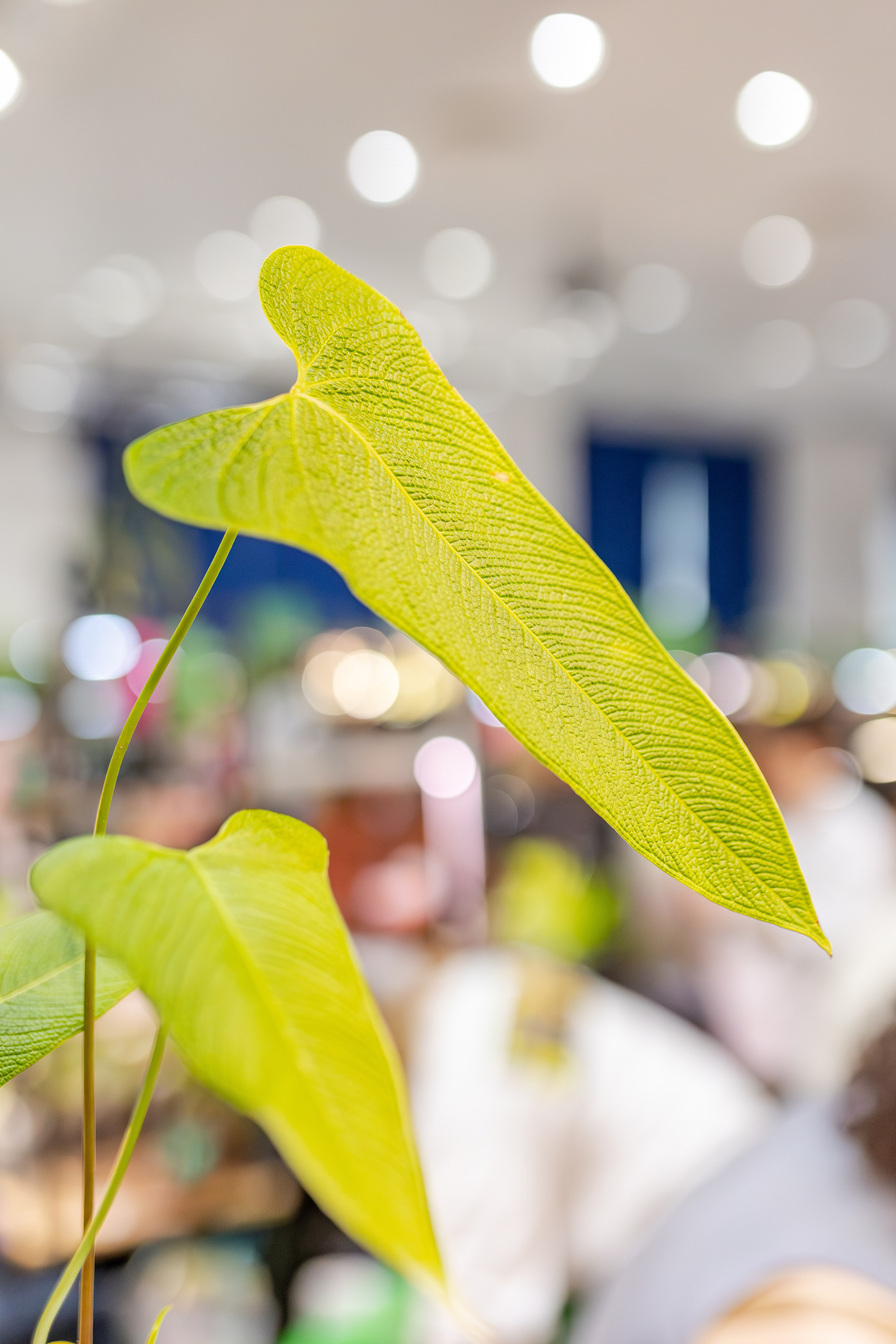 Монстериум апрель 2026. Александра Куликова фотограф, Москва