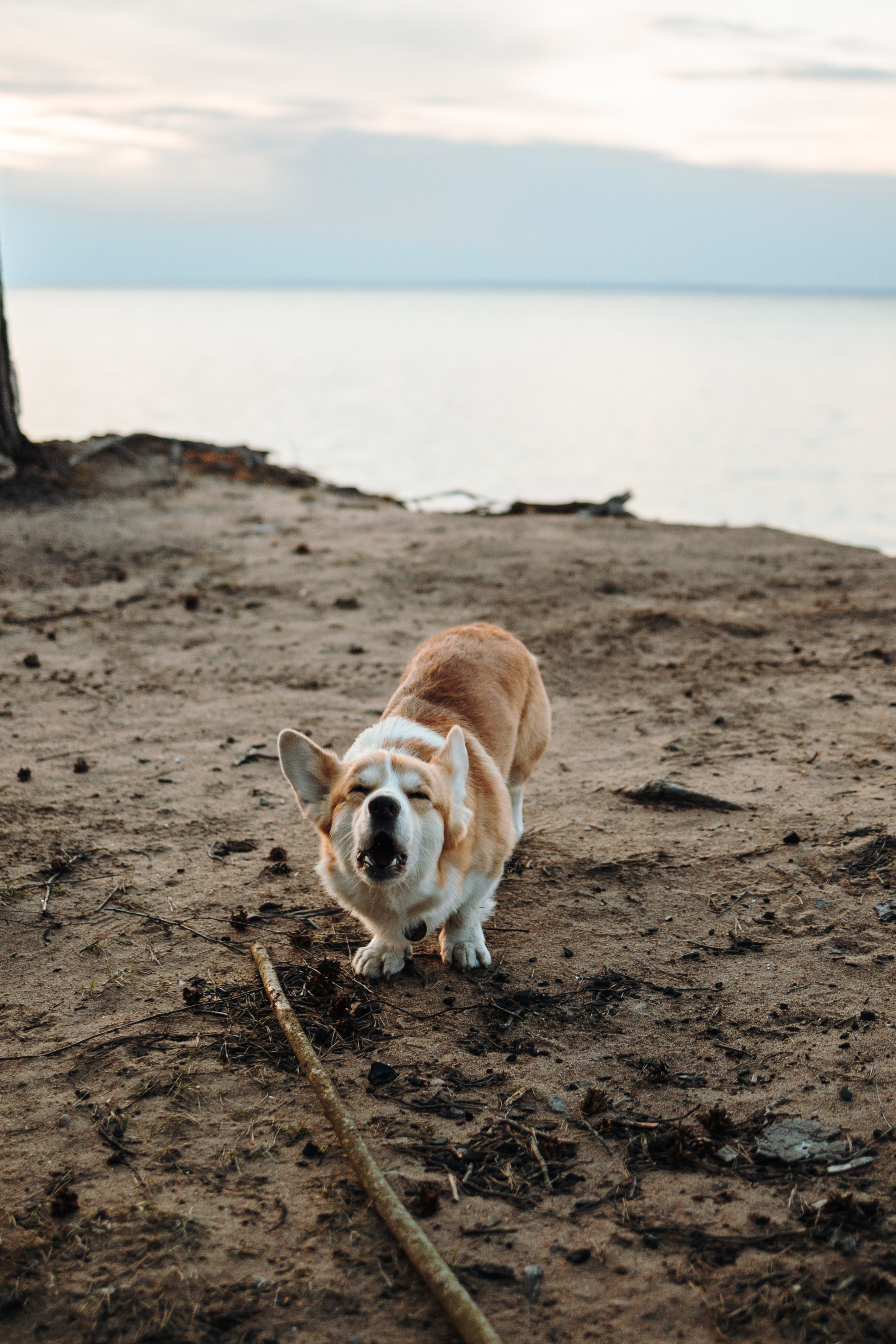 Найт и его семья. Фотограф — Анималист | Санкт-Петербург
