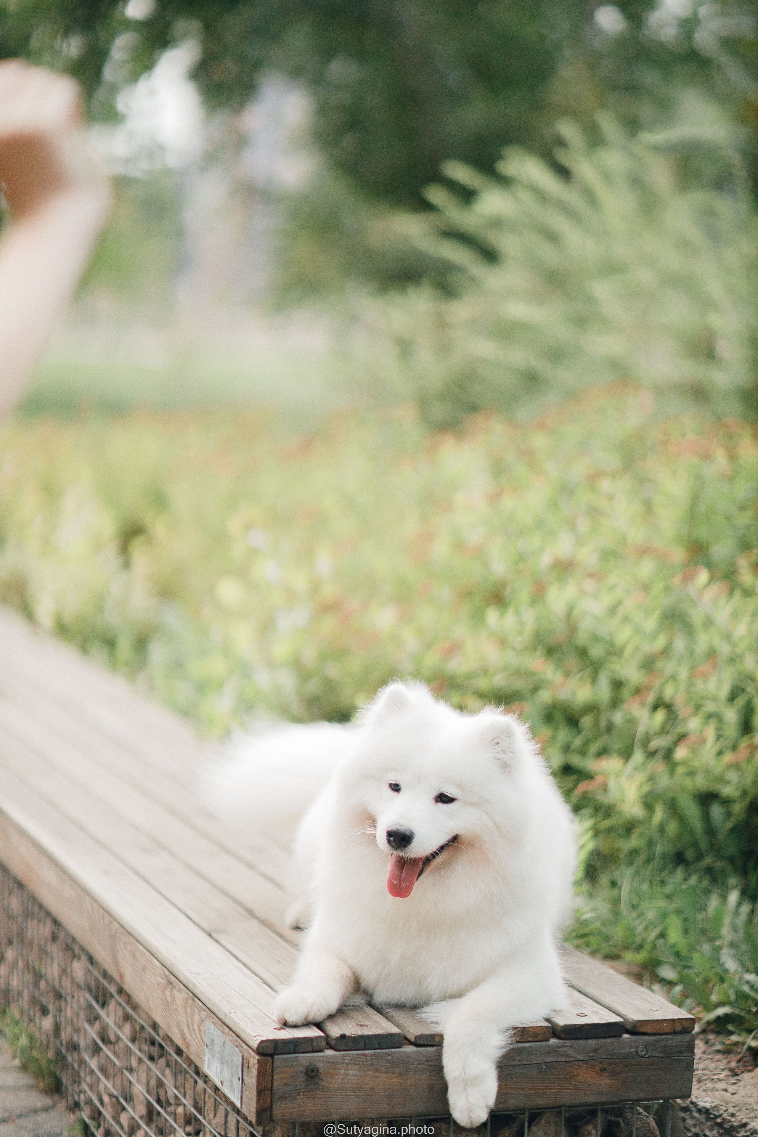 Самоед Рея. Свадебный и женский фотограф