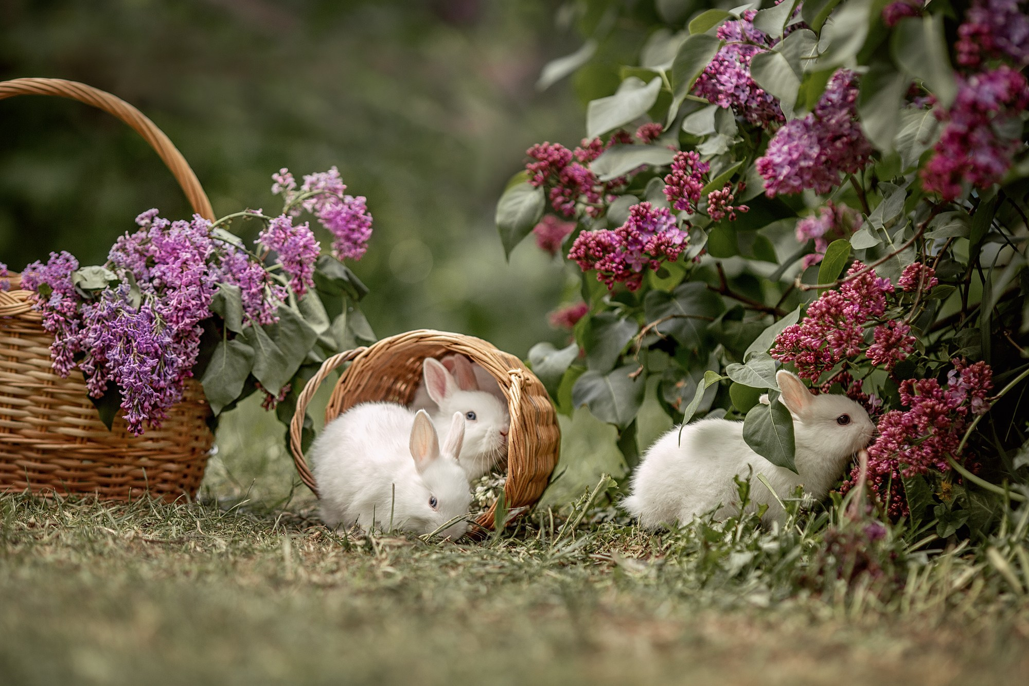 Малыши, кролики цветущая сирень. Tatyana Nadezhdina Family photographer