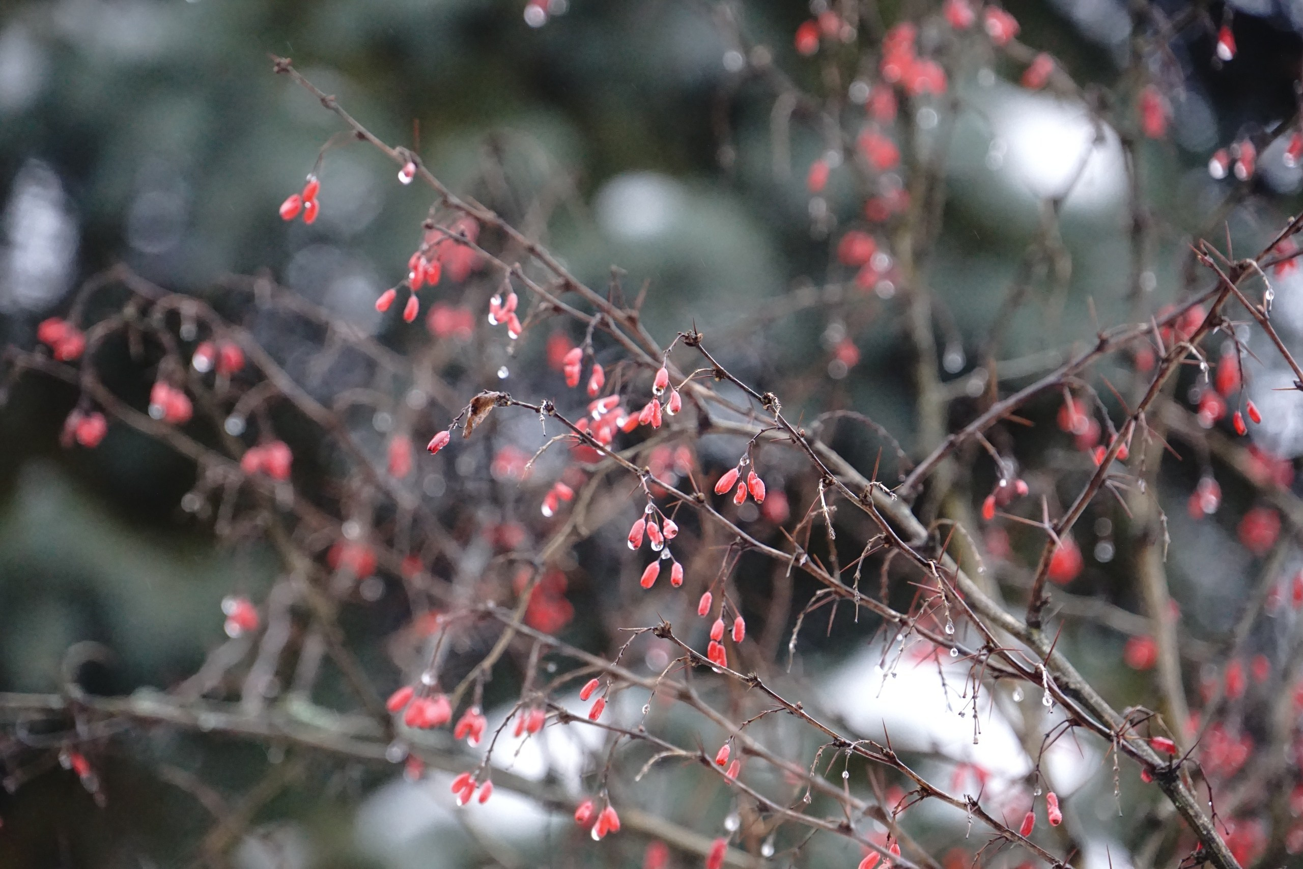 Шашлыки с ночевкой. Софрино | 23-24.01.2021. Галерея Фантим