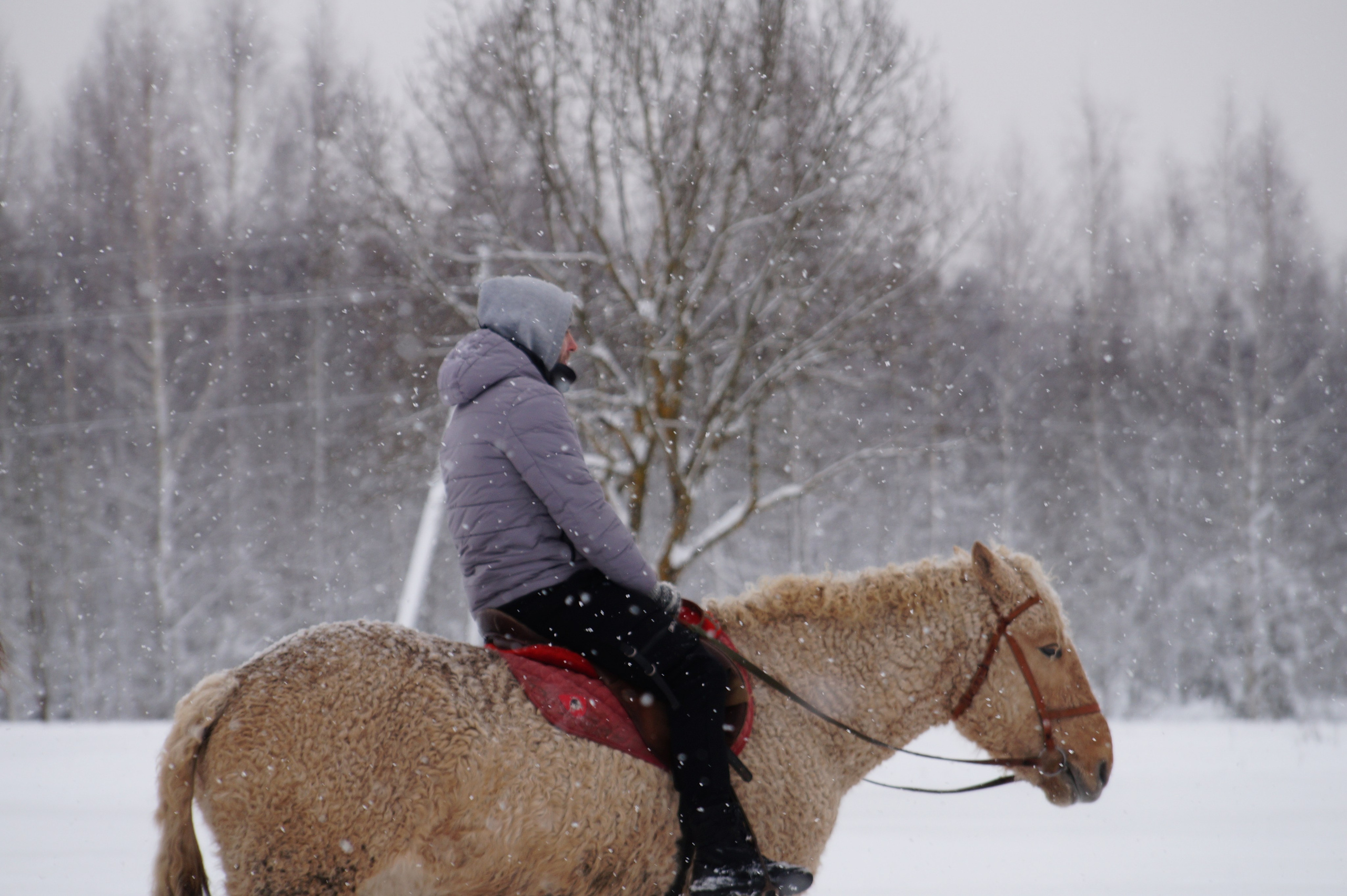 Лошадинг | 11.01.2026. Галерея Фантим