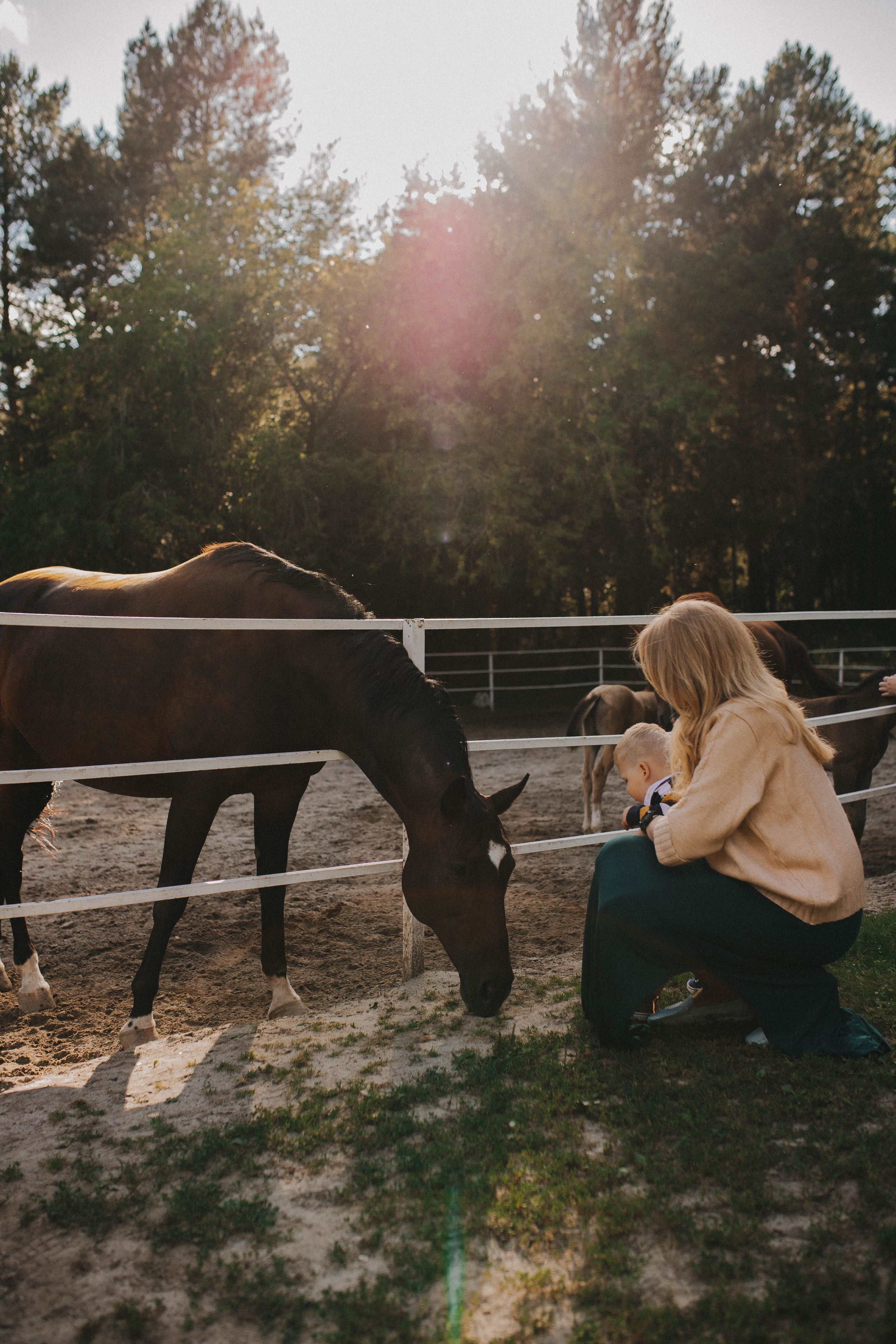 «Ма, па, поехали на лошадок смотреть!». Свадебный фотограф Новосибирск