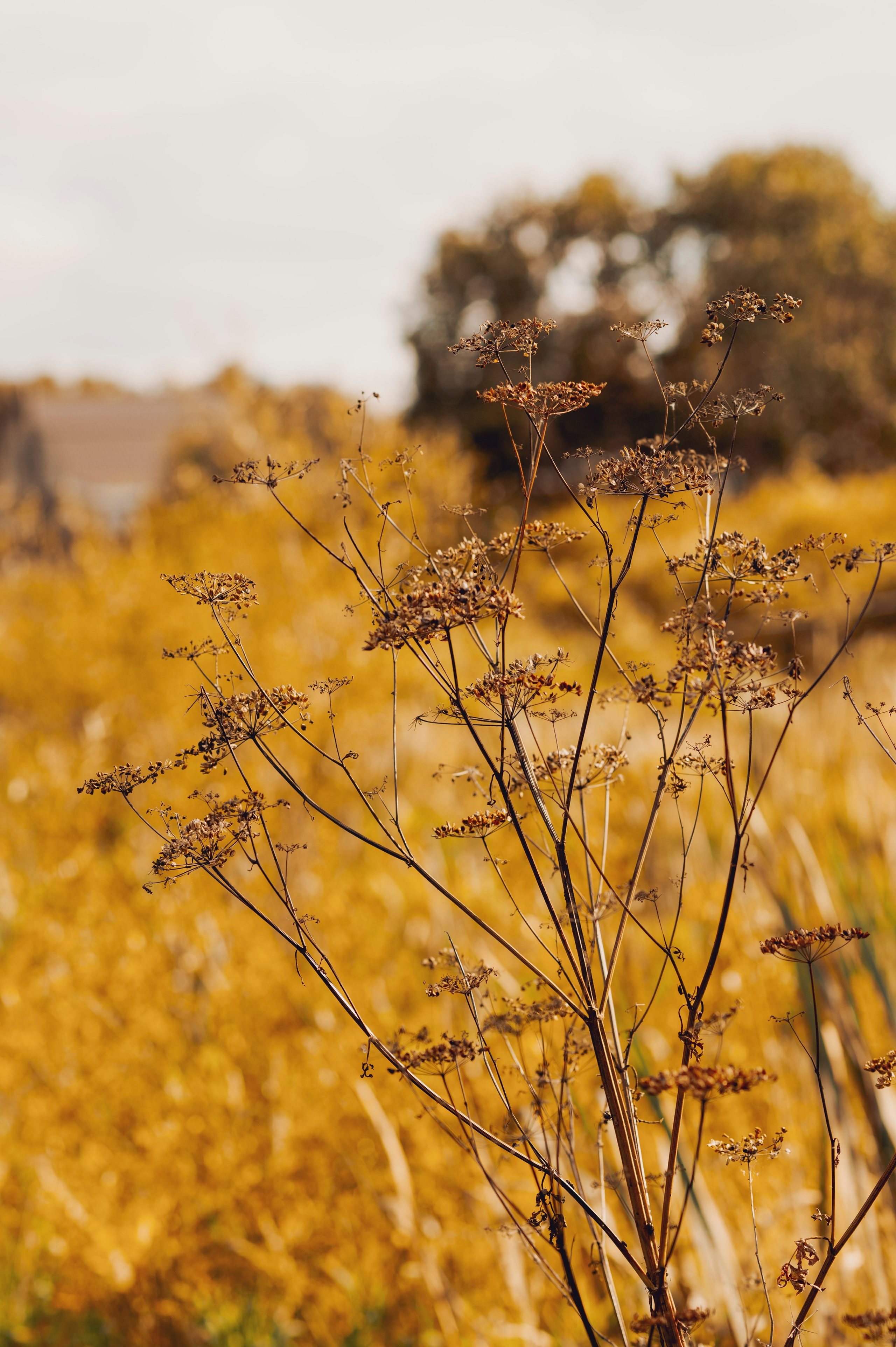 Осень во всей красе. Анна Боровикова, фотограф Пушкино
