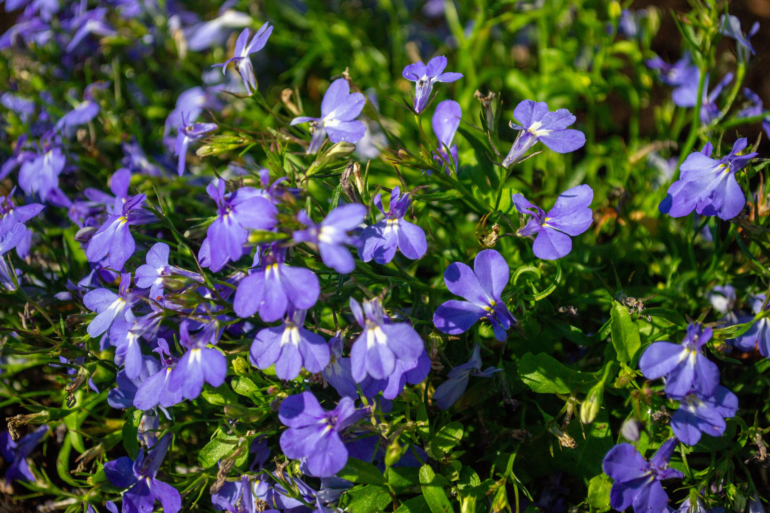 Тульская областная онкологическая больница (лето-цветы, NIKON D3100 35 мм F1,8)). Фотограф в Туле Крупский АнДРей. Фотостудия «КАДР71» в Туле