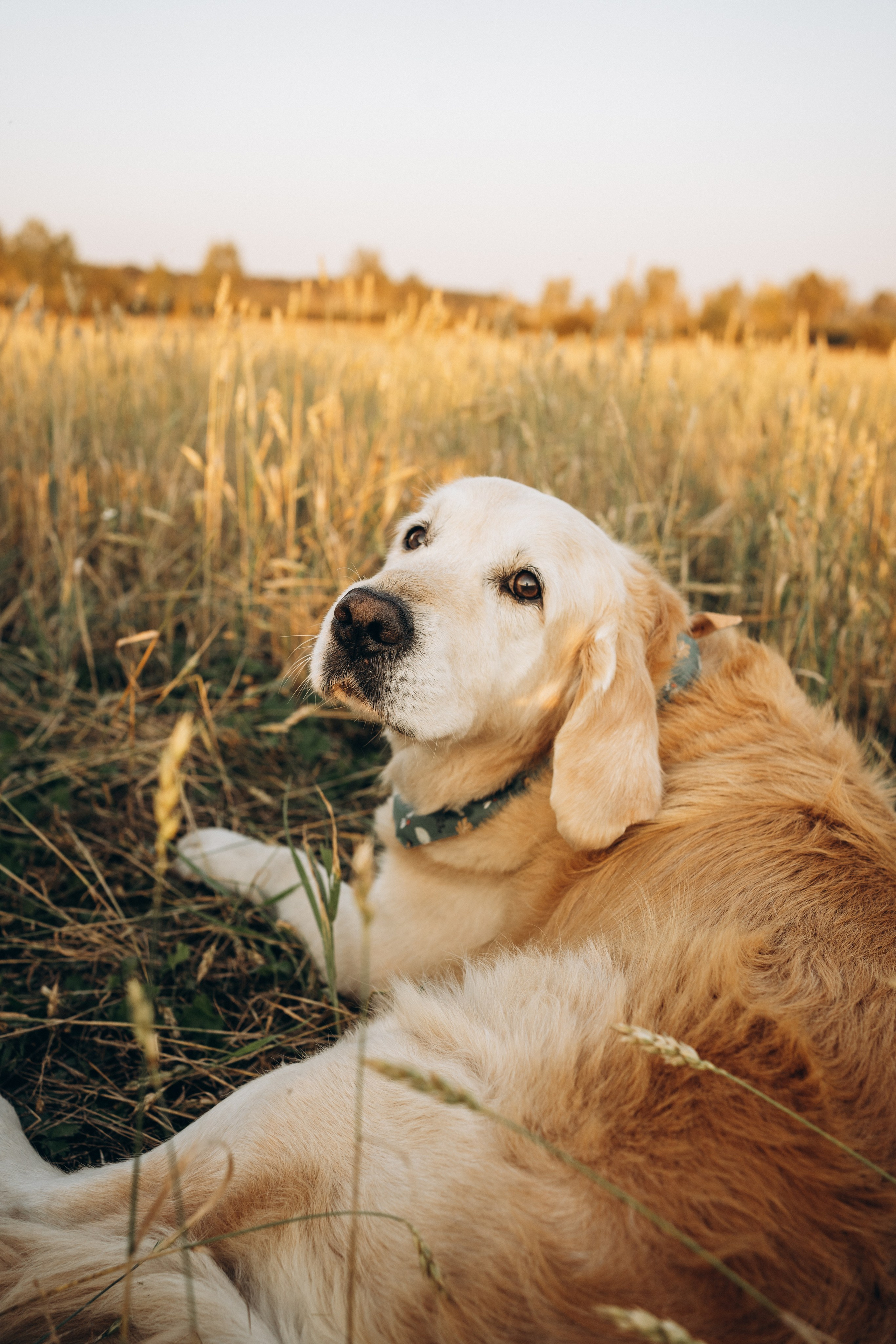 Дарья, Люба и Ред. Фотограф-анималист Анастасия Большакова