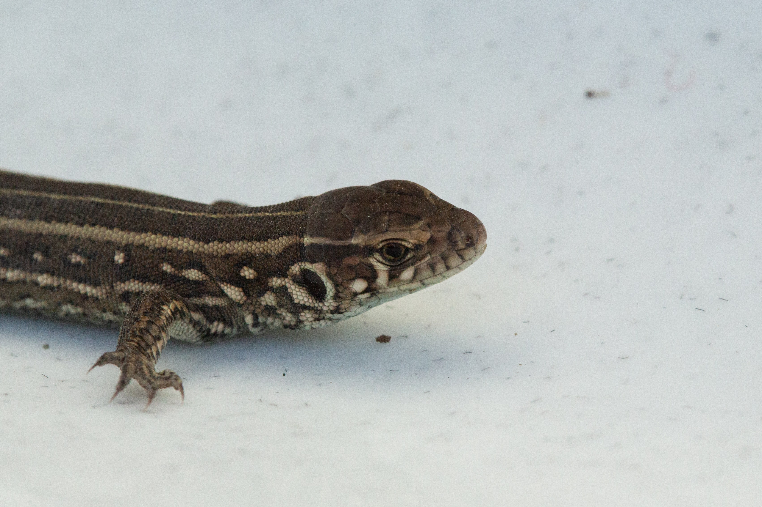 Фото Животных. Студия Максима Белослюдцева