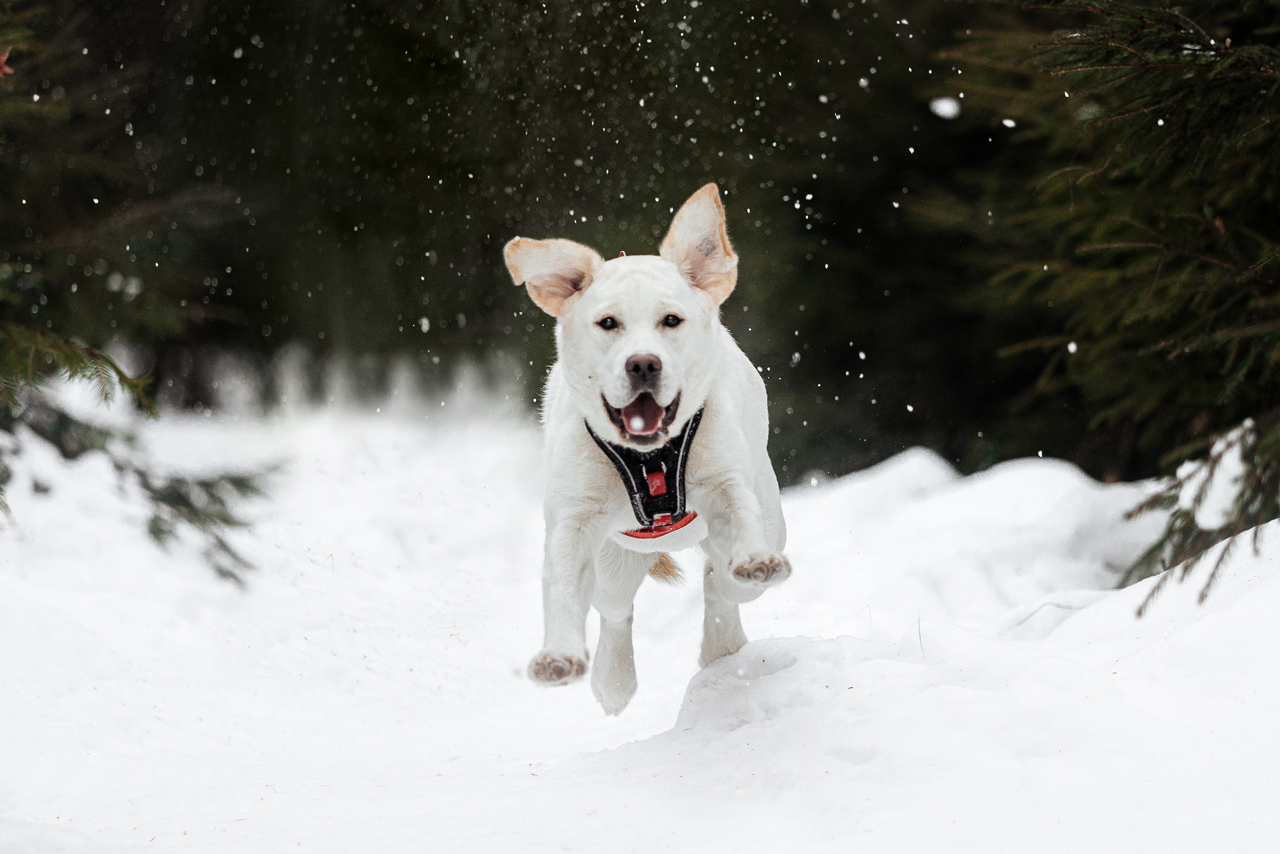 Челси и ее семья