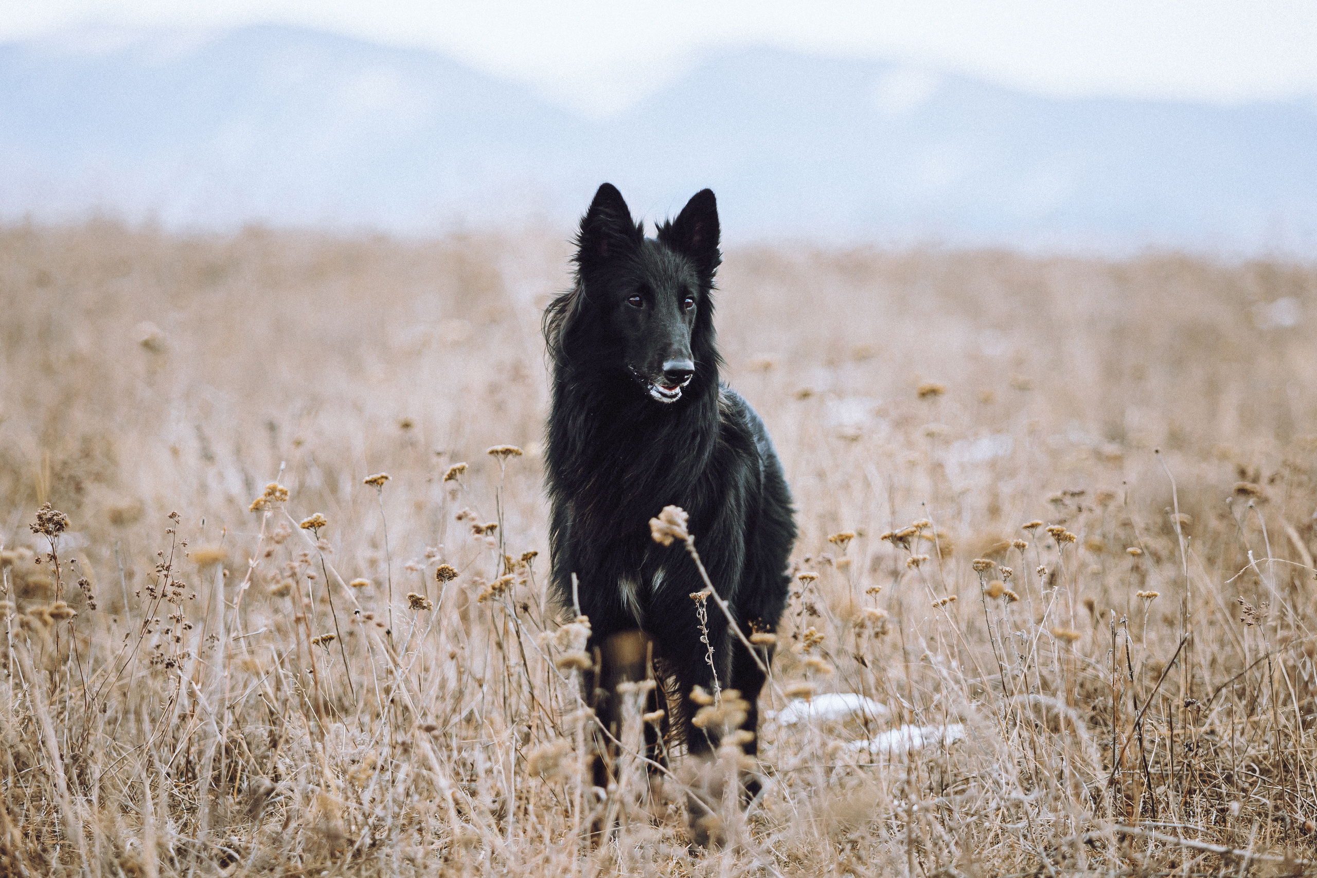 Настя и Сага