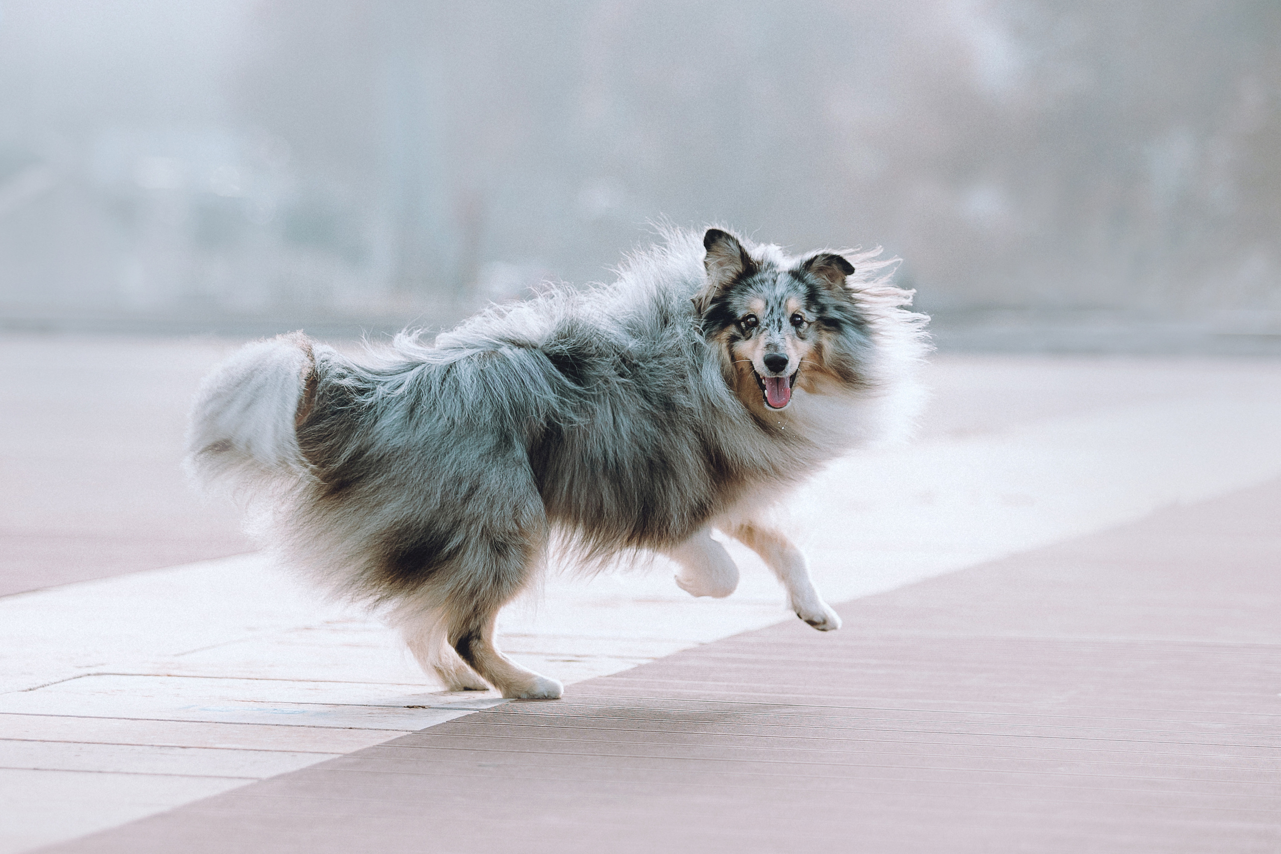 Фотосессия Ани и шелти Ская