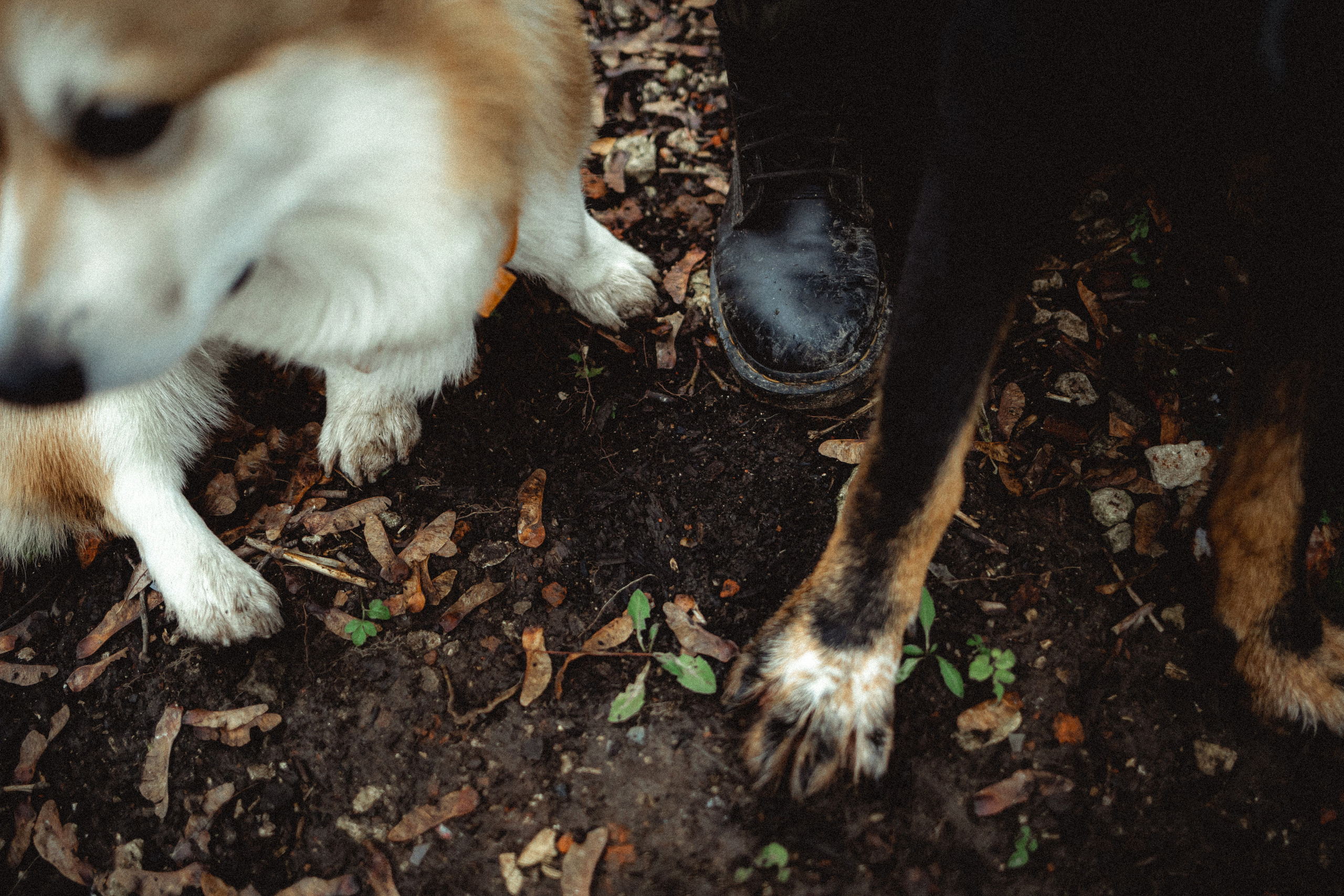 Алена, Фелек и Камю