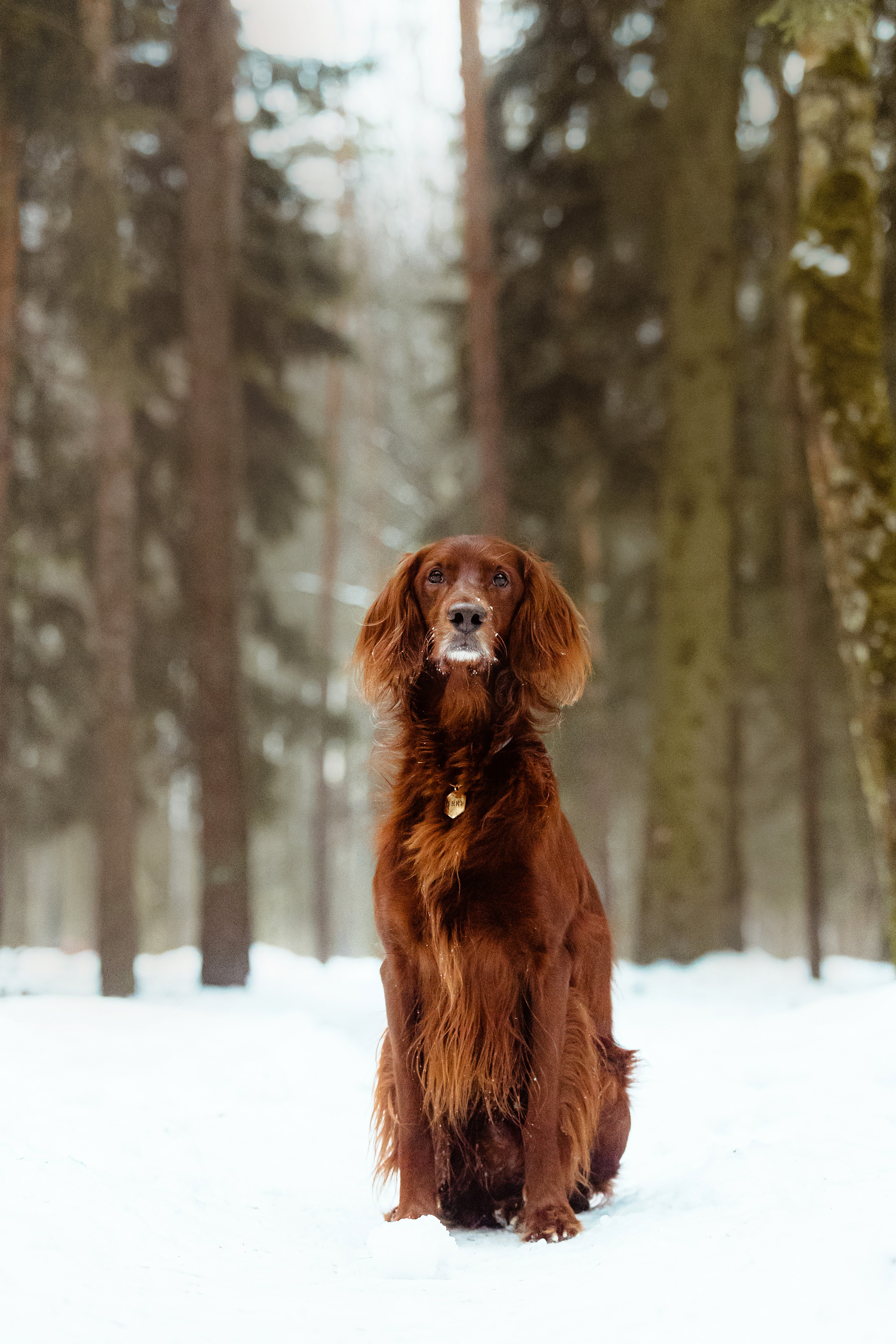 День Рождения Джерри