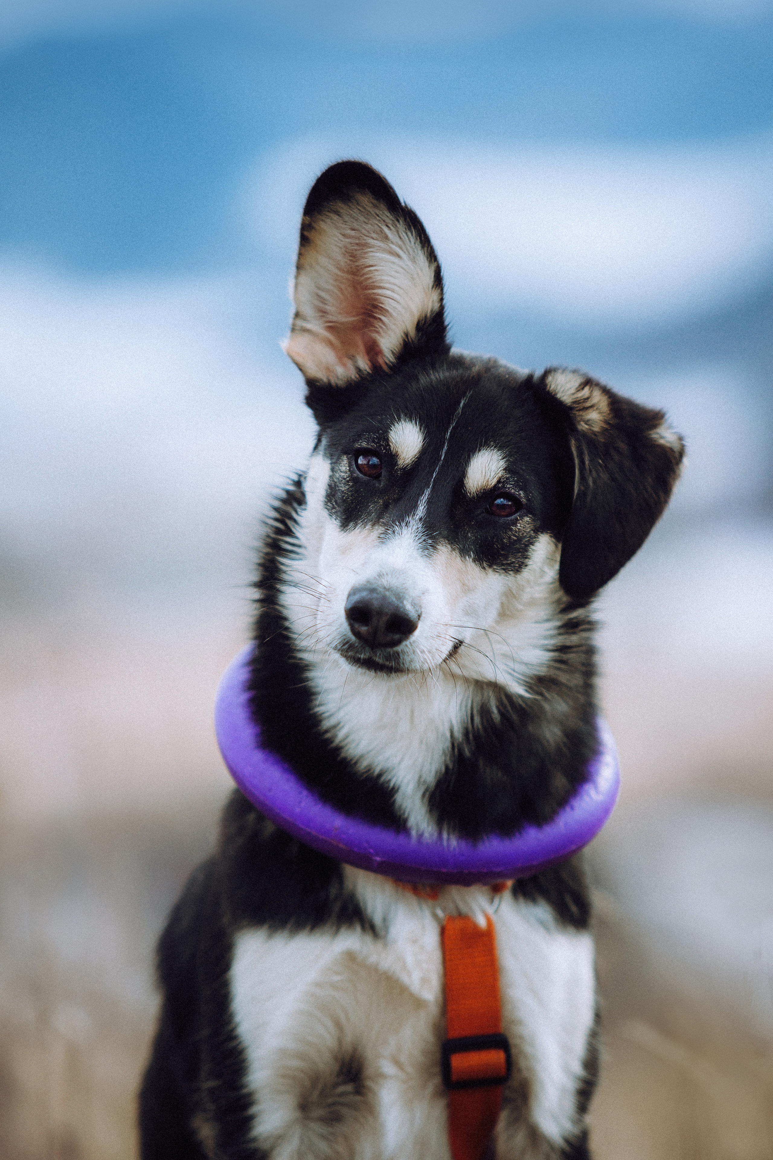 Йаррхи, Антар и их семья