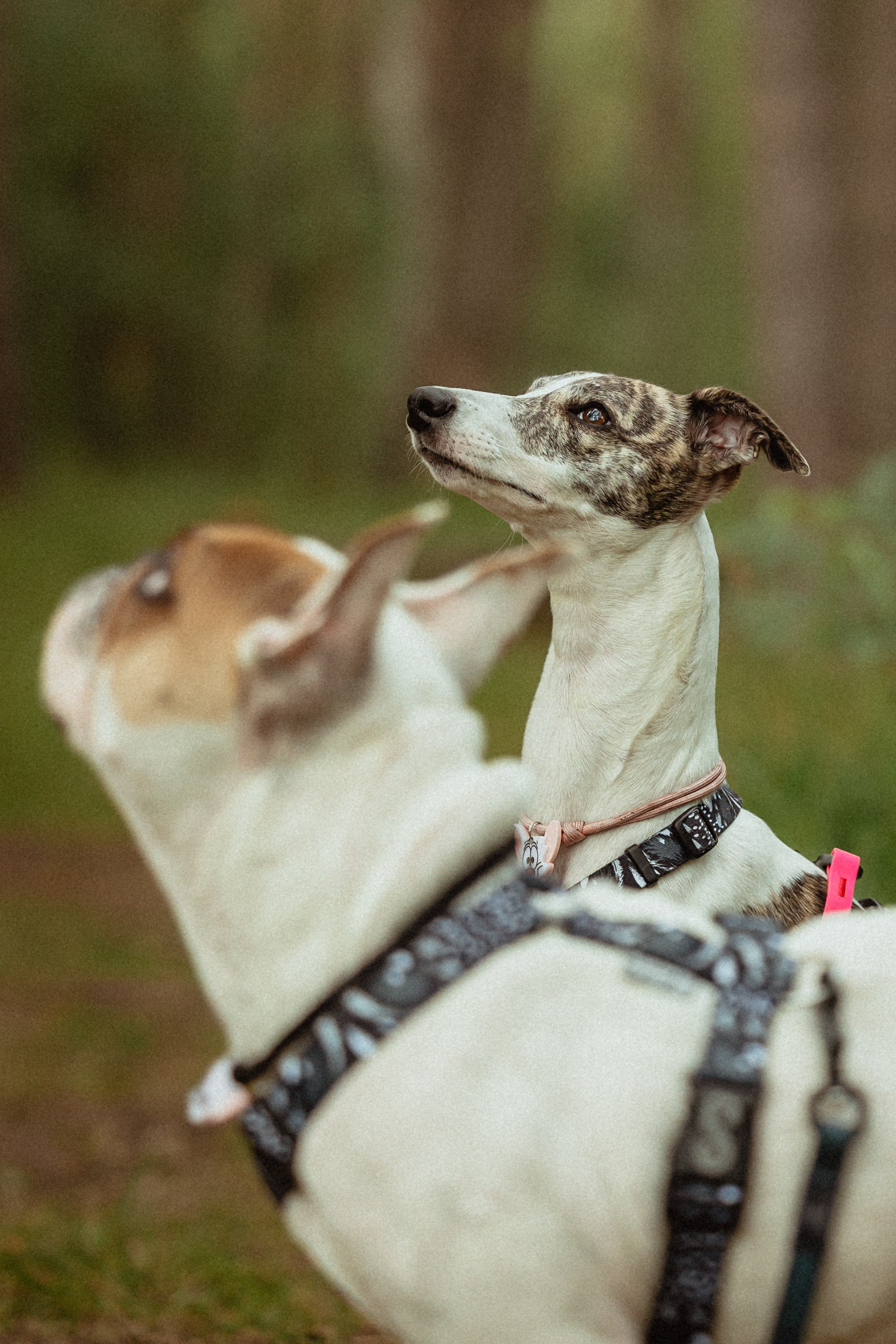 Выездной дог-тренинг от школы «Шерсть имею»
