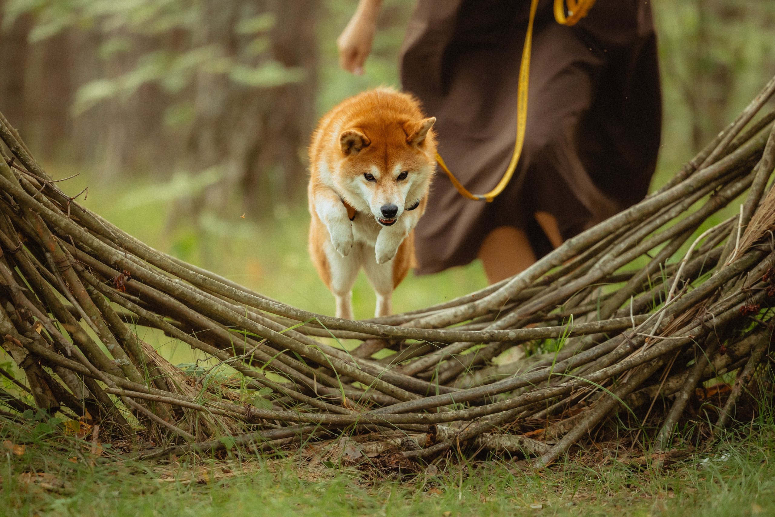 Выездной дог-тренинг от школы «Шерсть имею»