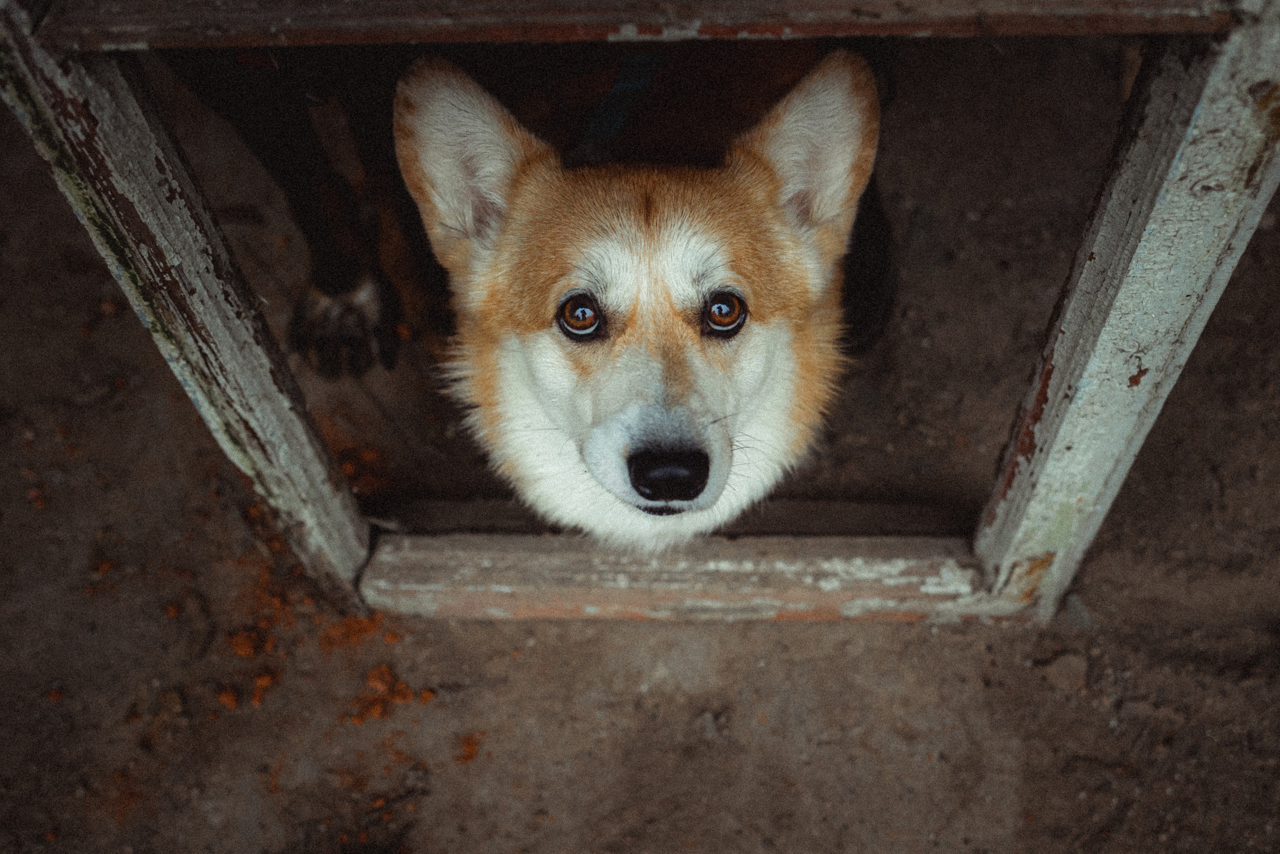 Алена, Фелек и Камю