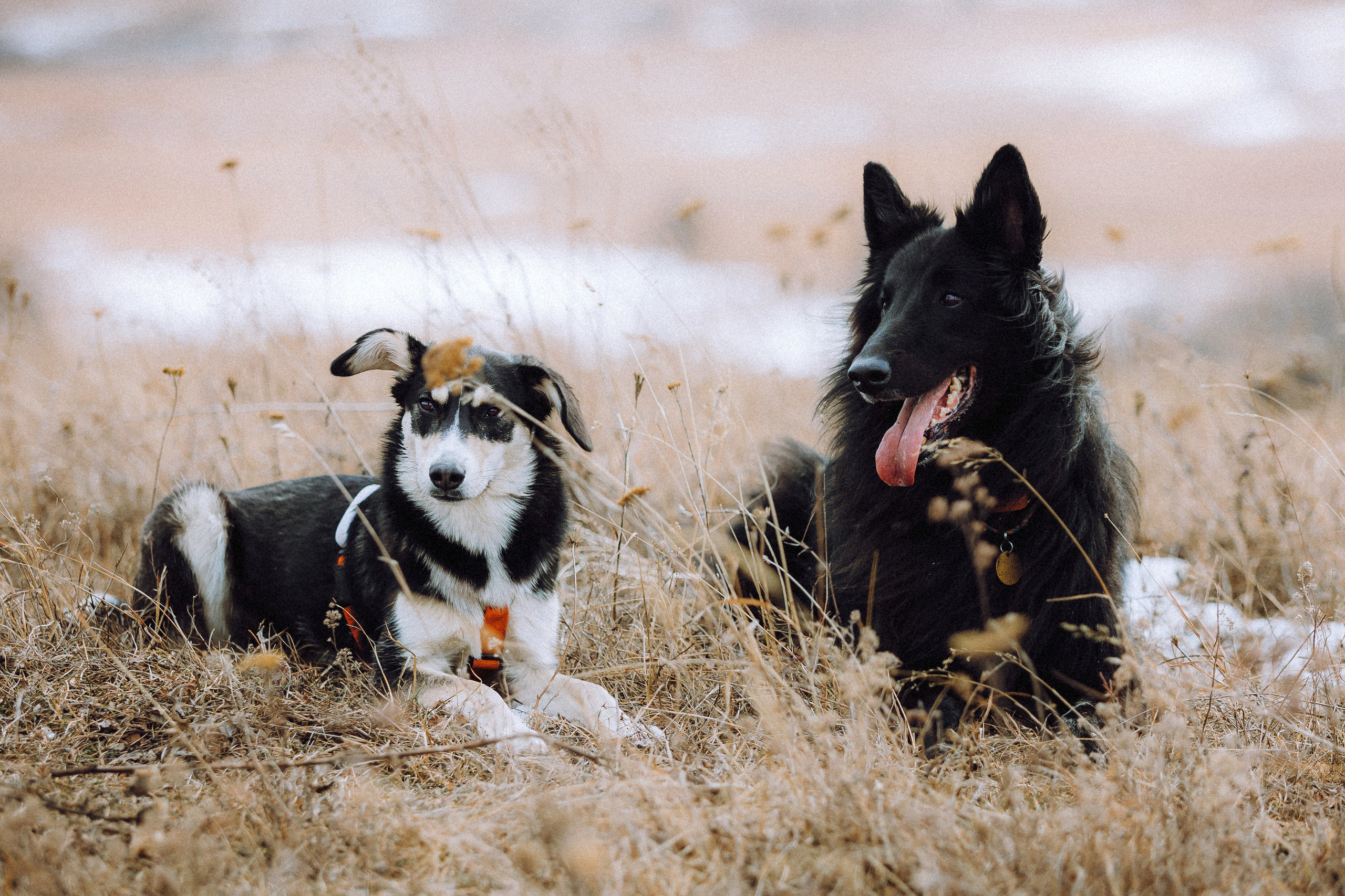 Йаррхи, Антар и их семья