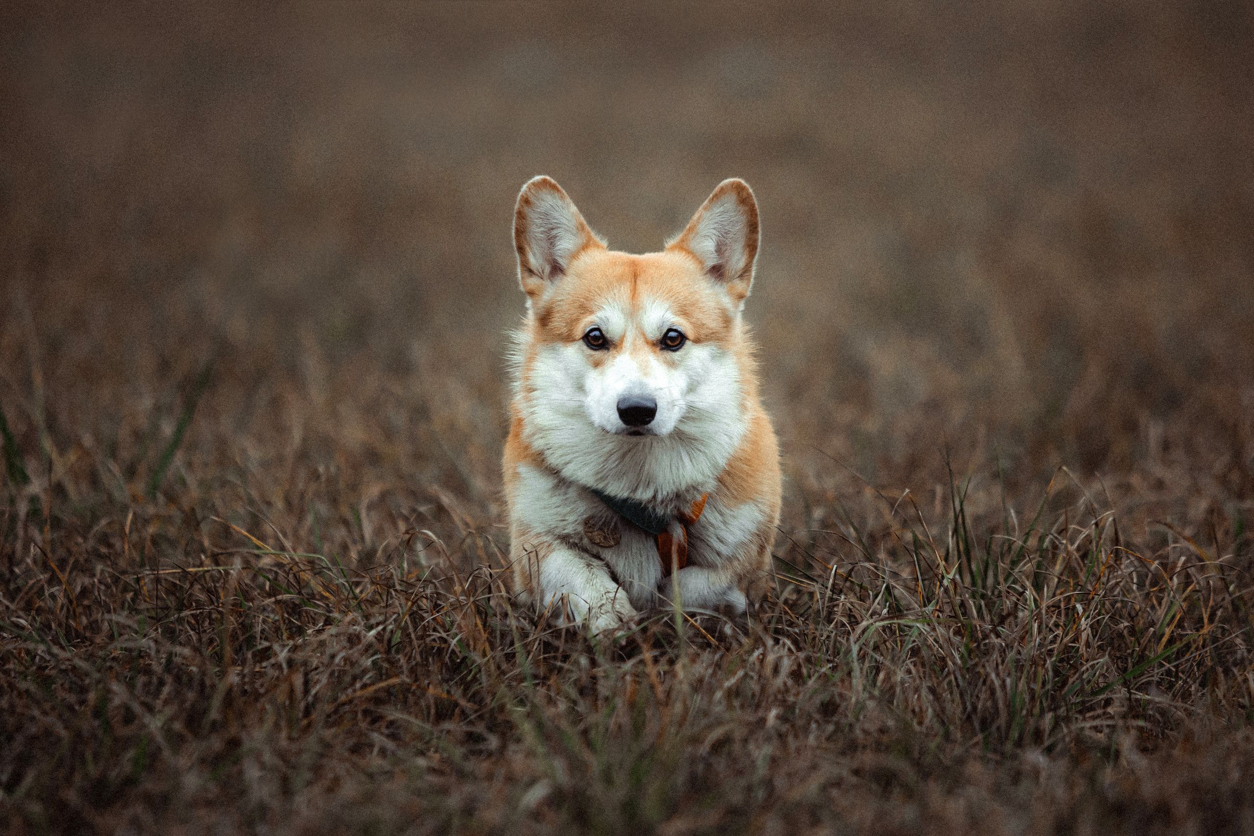 Алена, Фелек и Камю