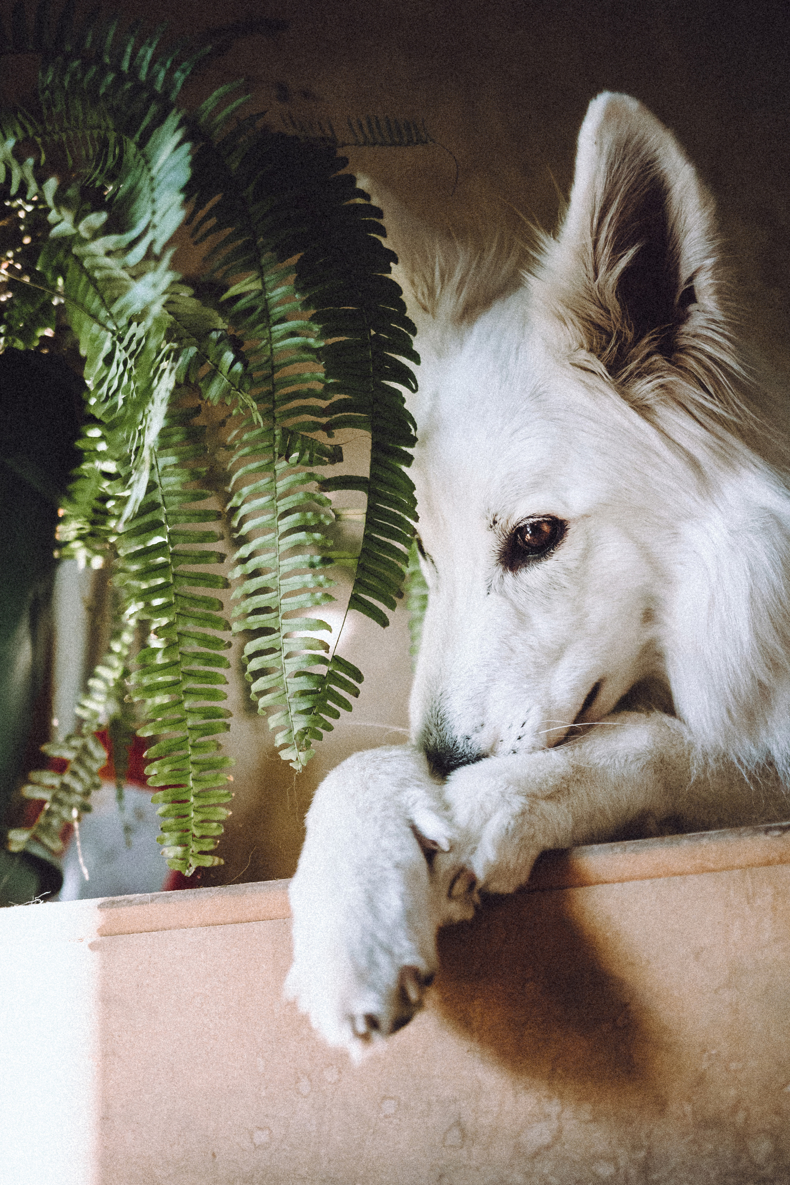 Оля, Саша и Юки