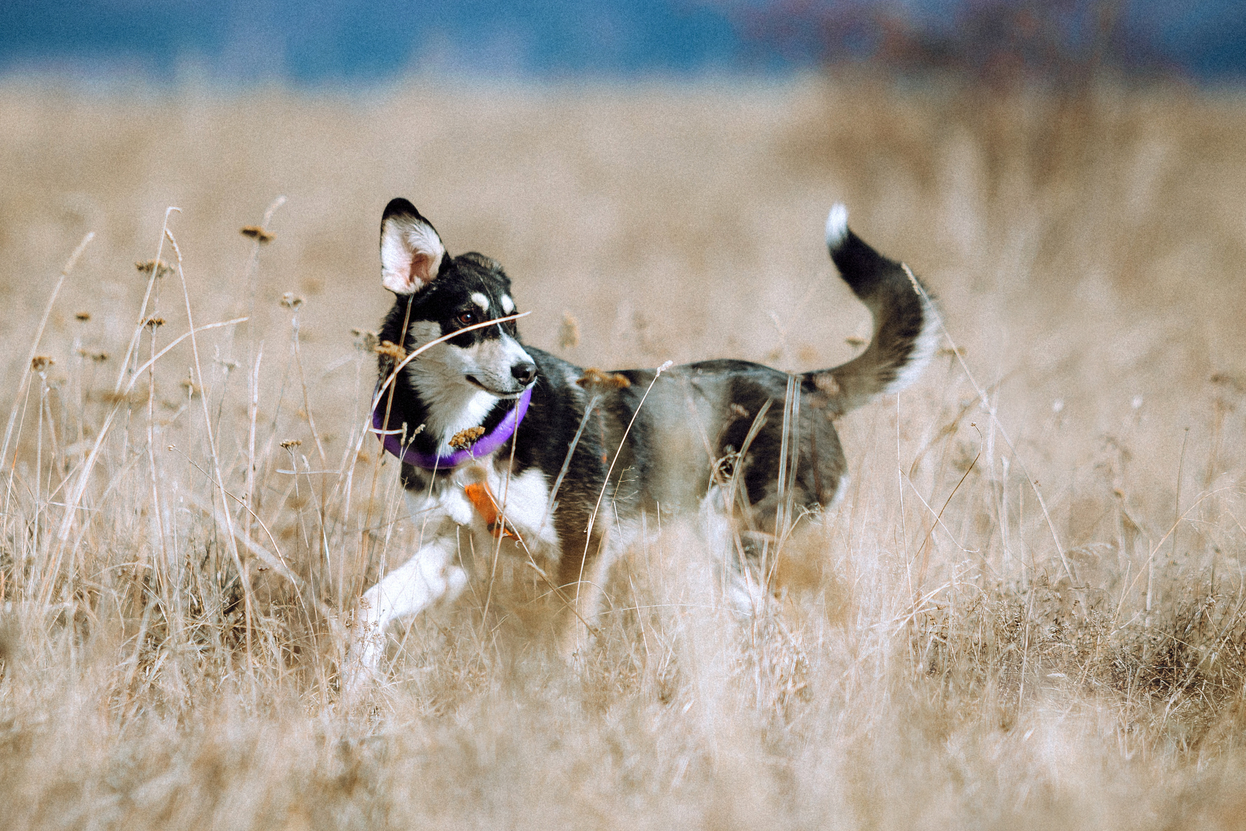 Йаррхи, Антар и их семья