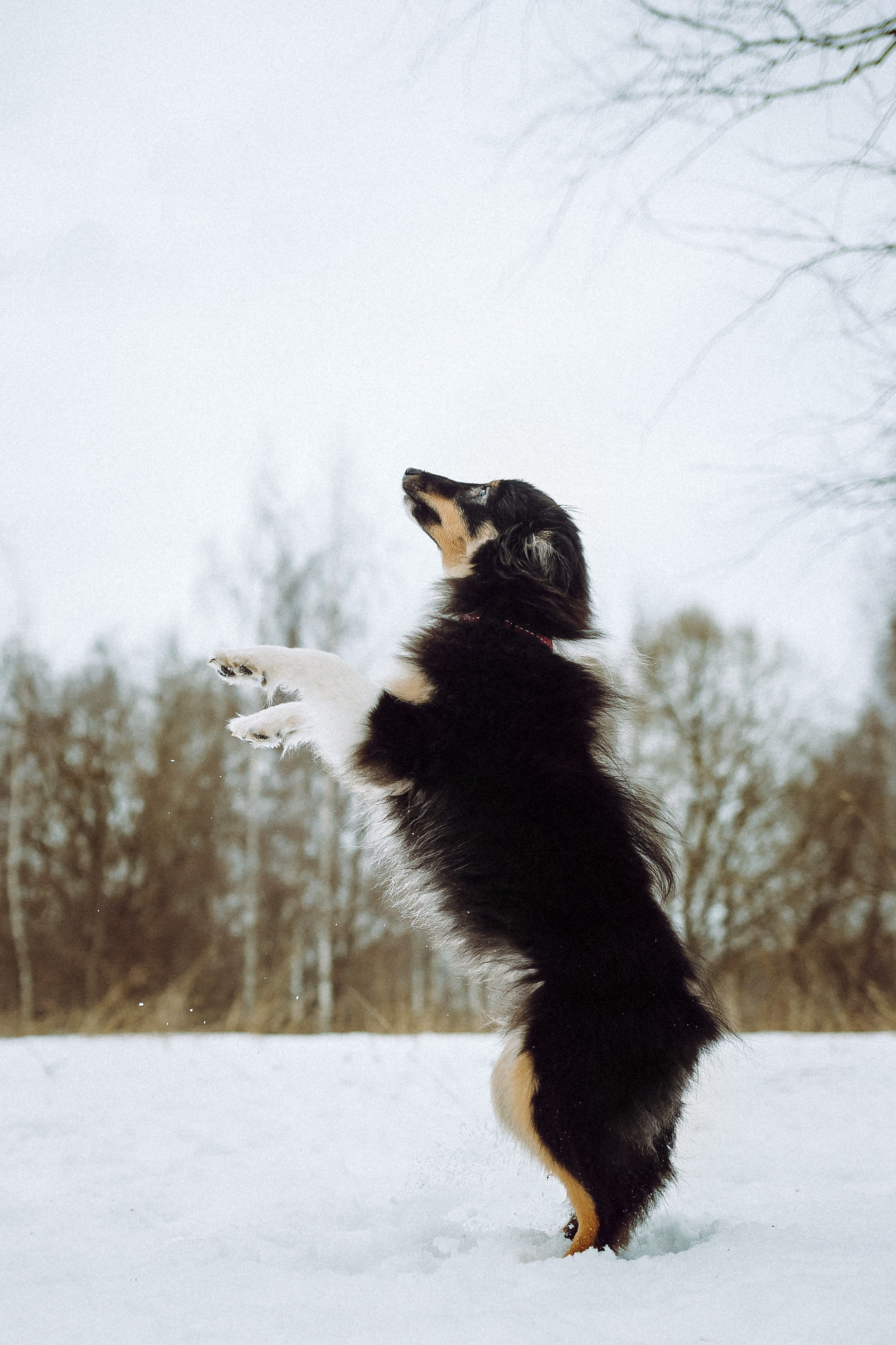 Джим, Лила и их семья