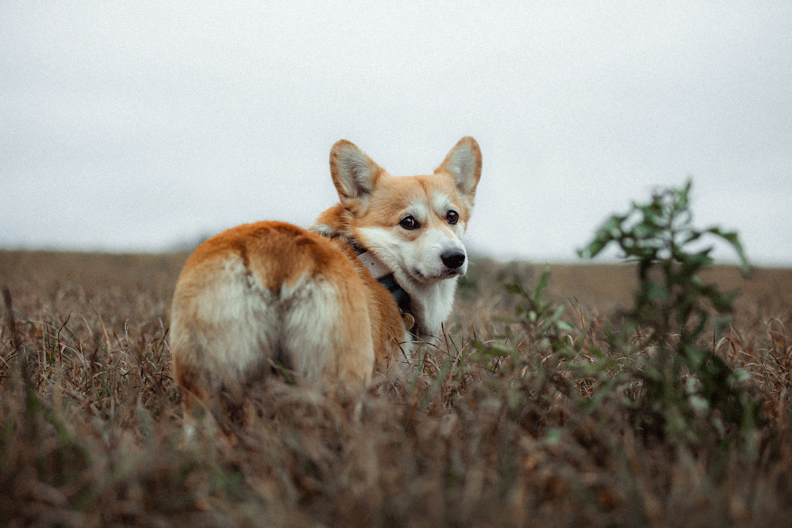 Алена, Фелек и Камю