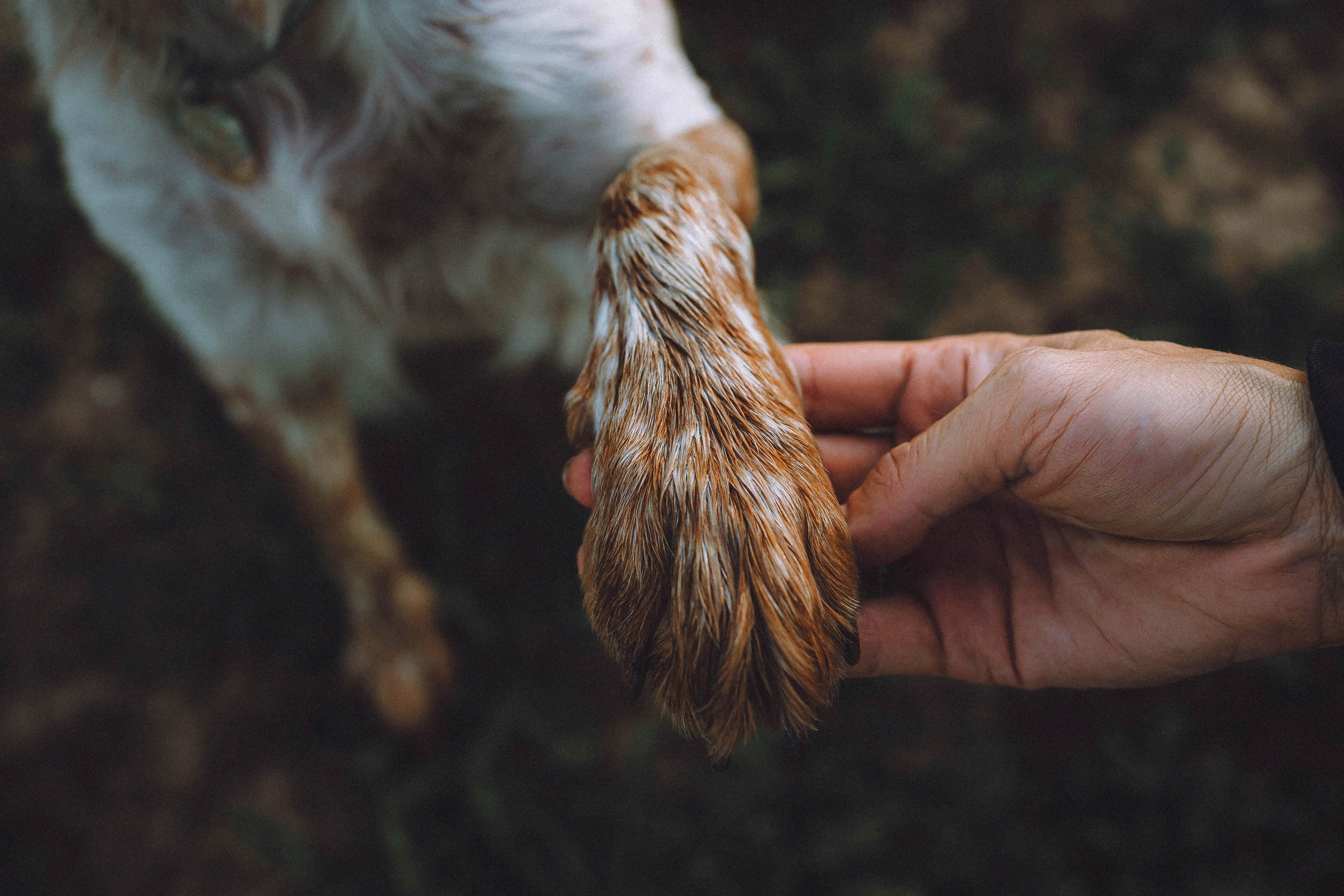 Камри и Пафи