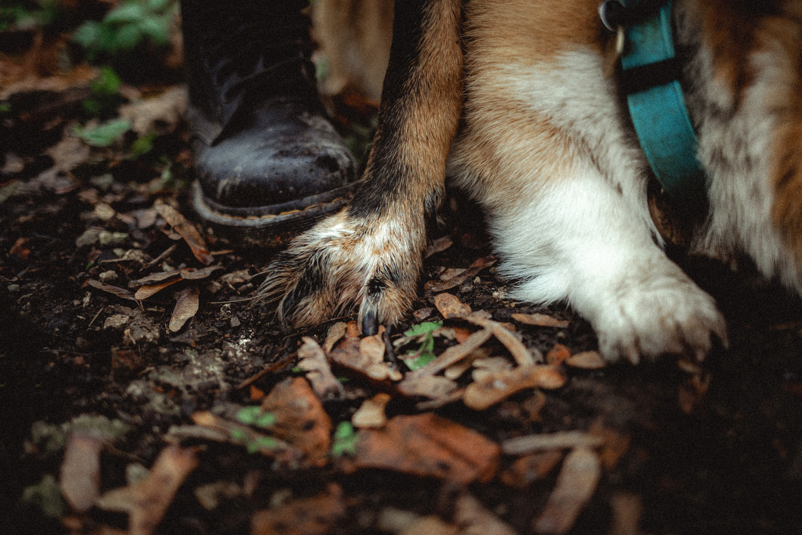 Алена, Фелек и Камю