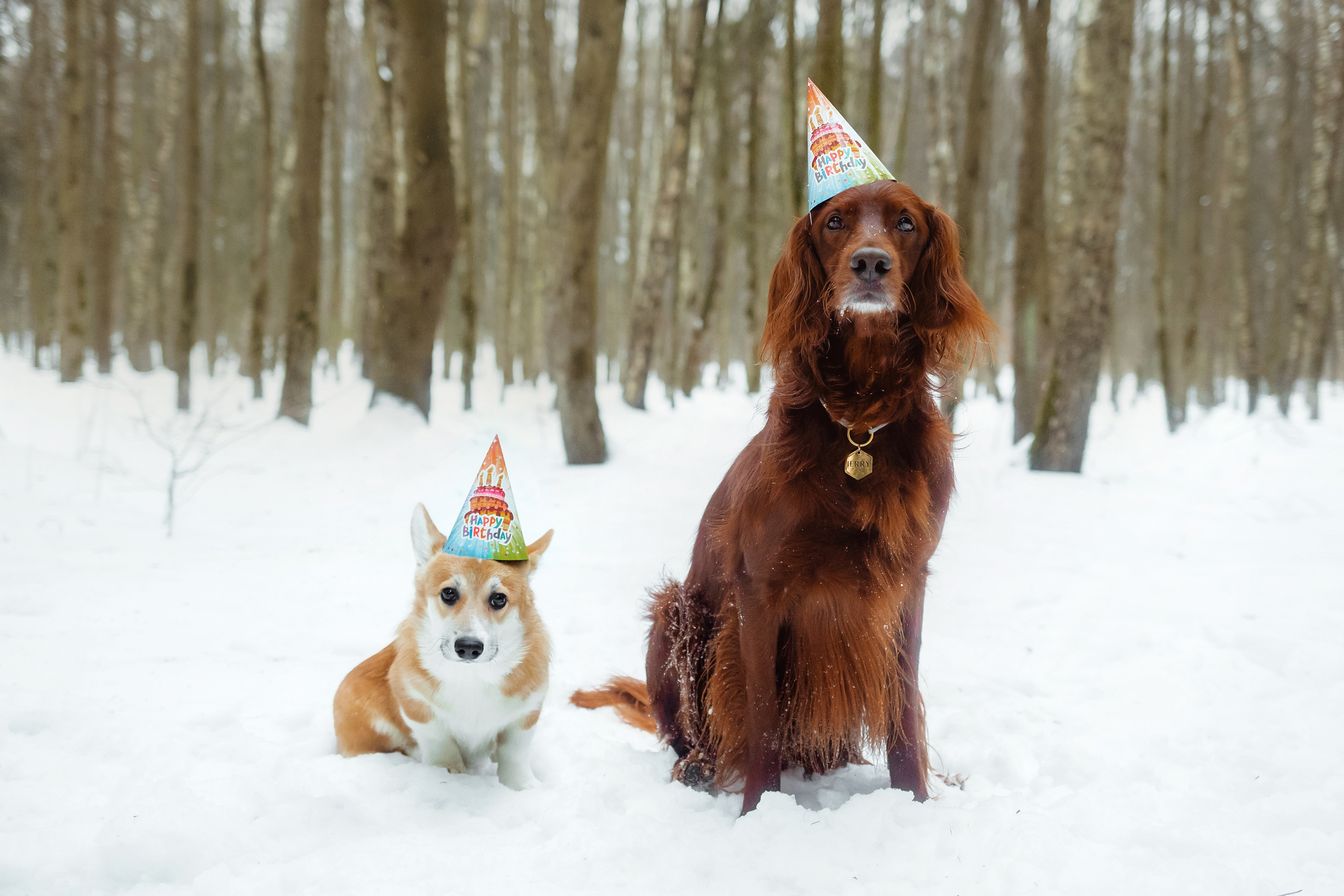 День Рождения Джерри