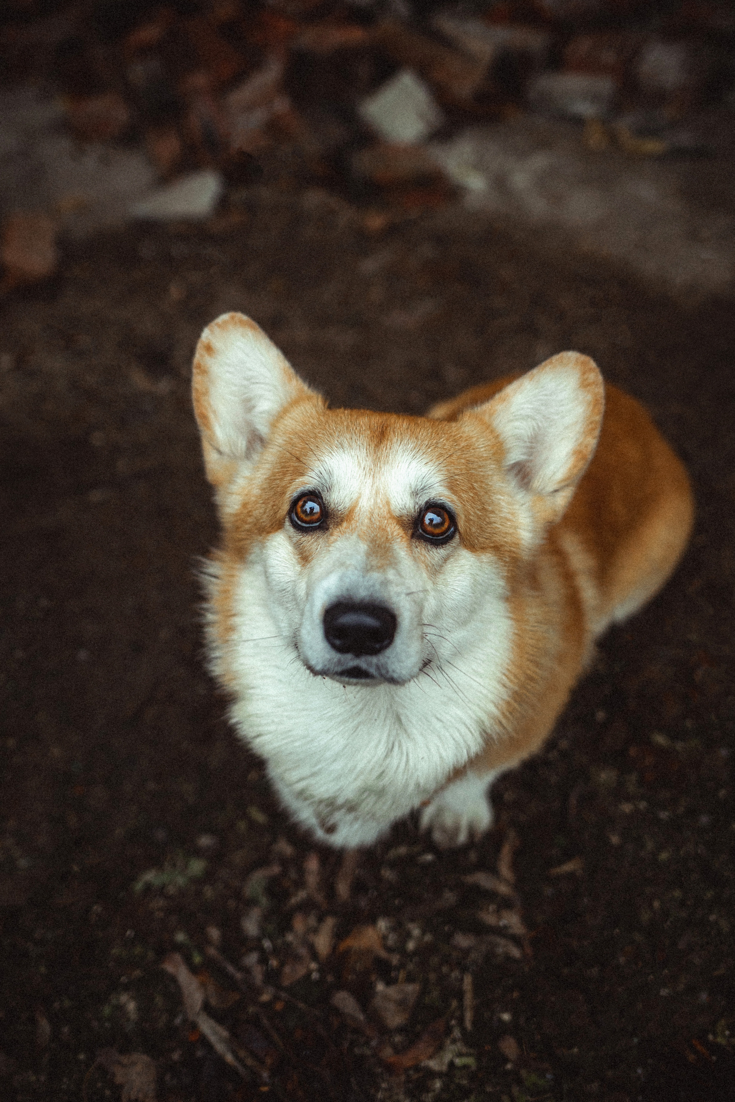 Алена, Фелек и Камю
