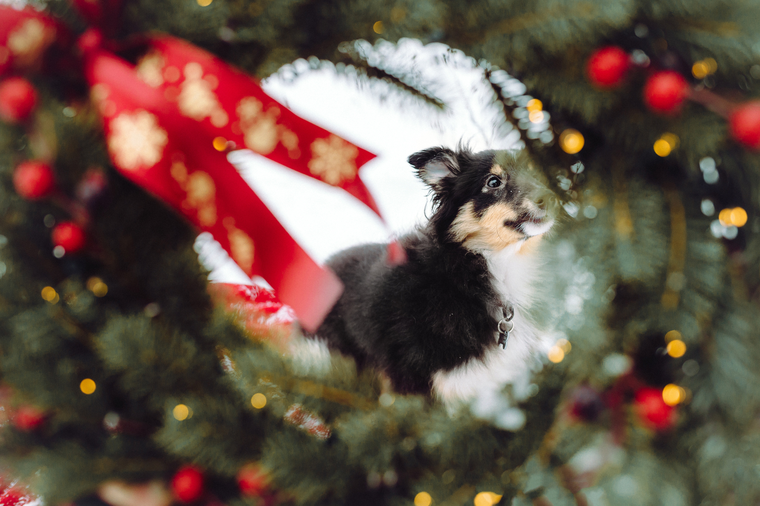 Джим, Лила и их семья