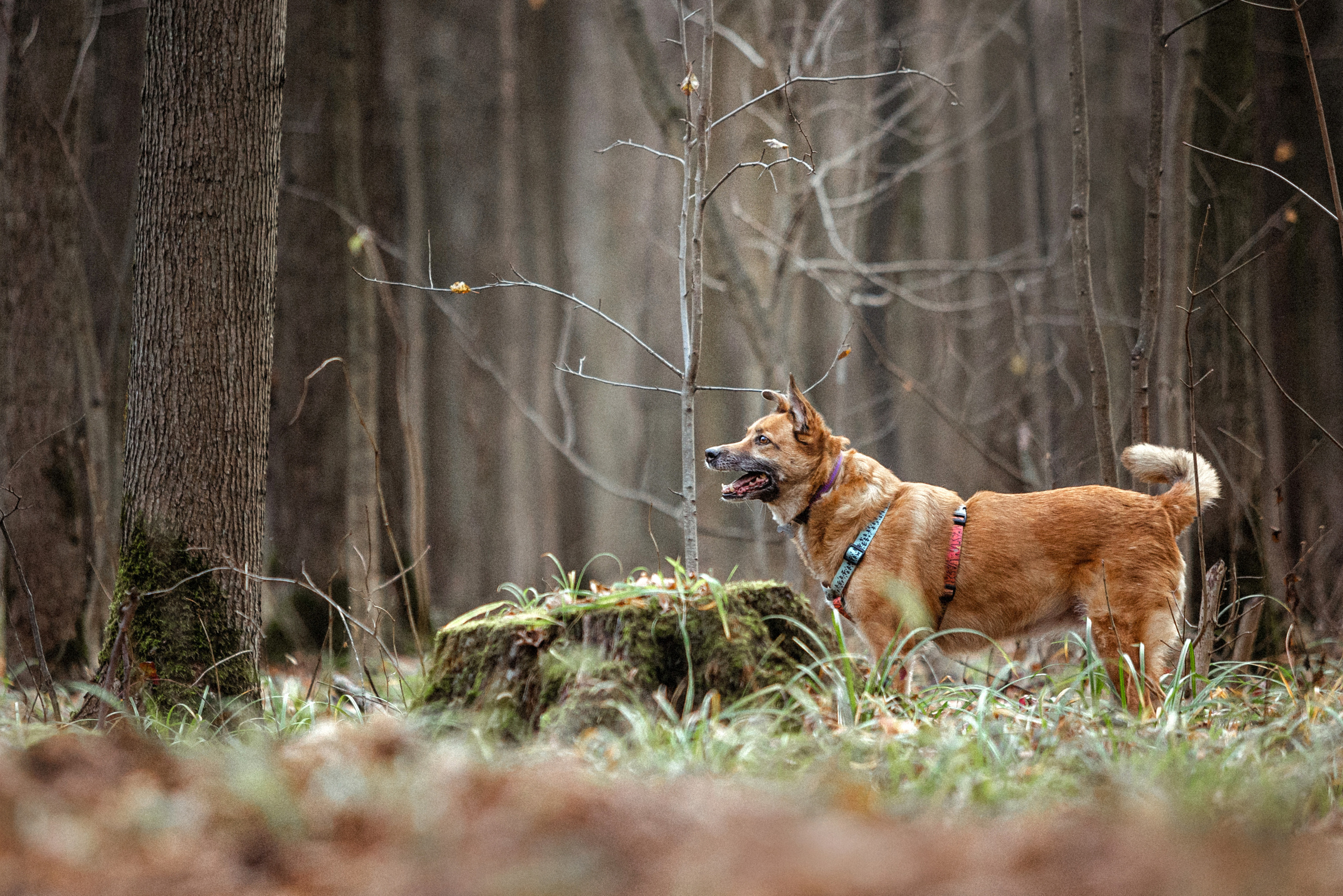 Лика и ее семья