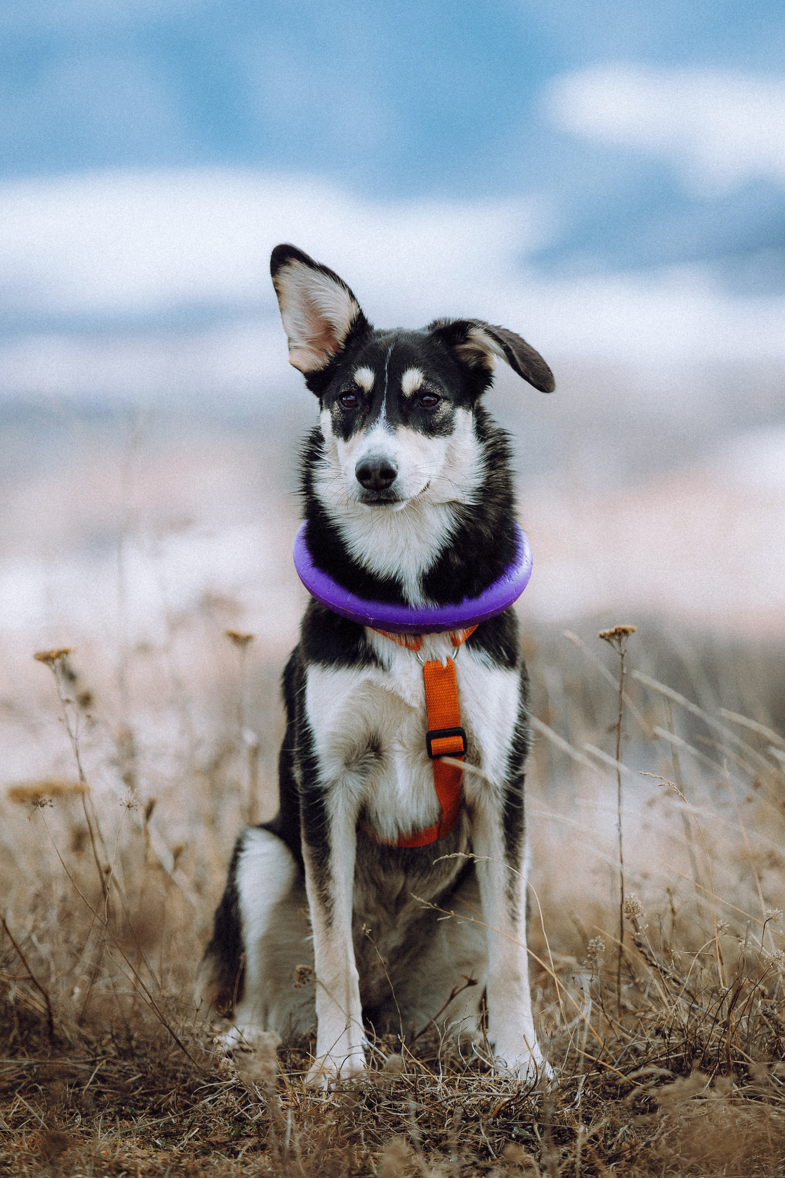 Йаррхи, Антар и их семья