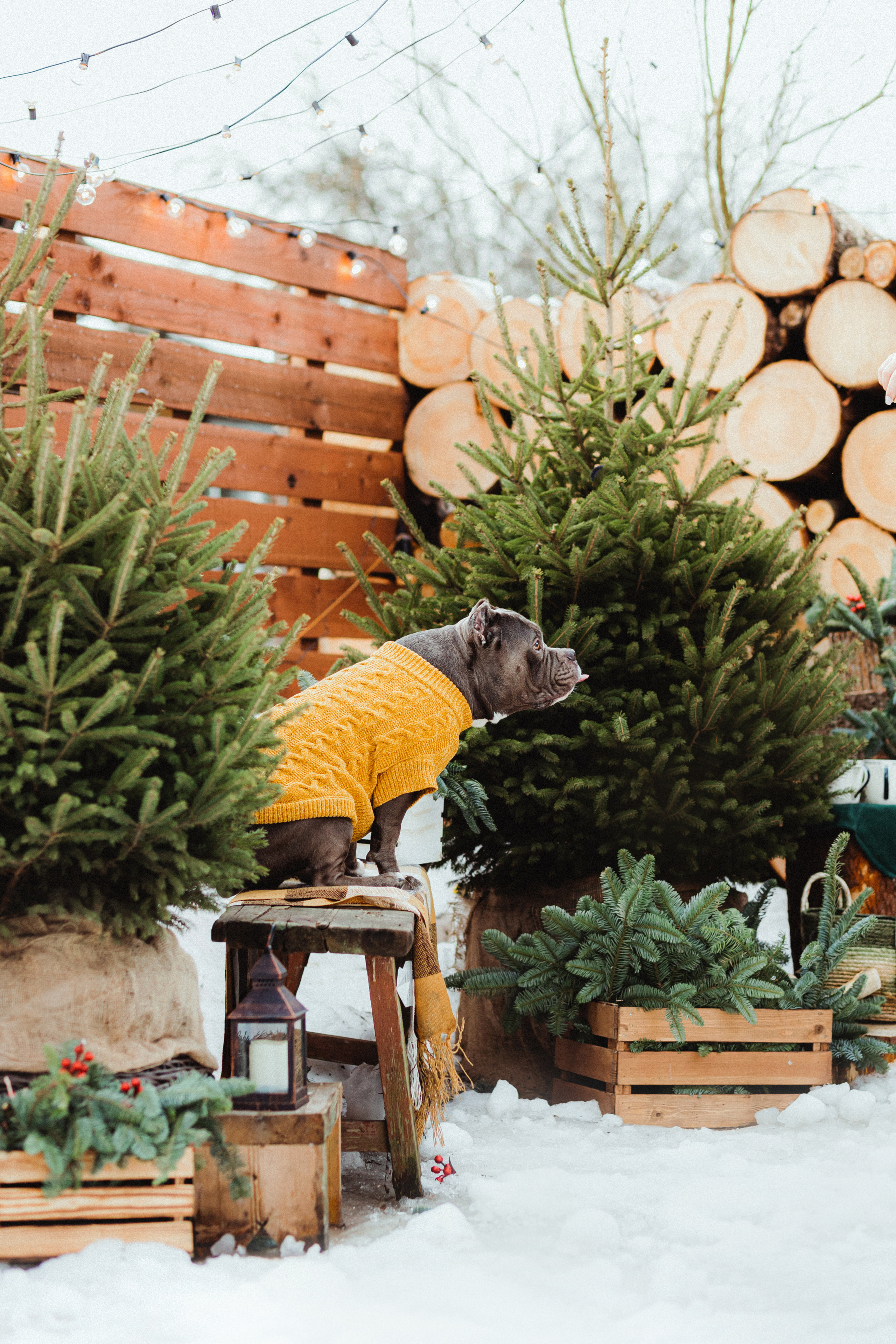 Маша и Халк